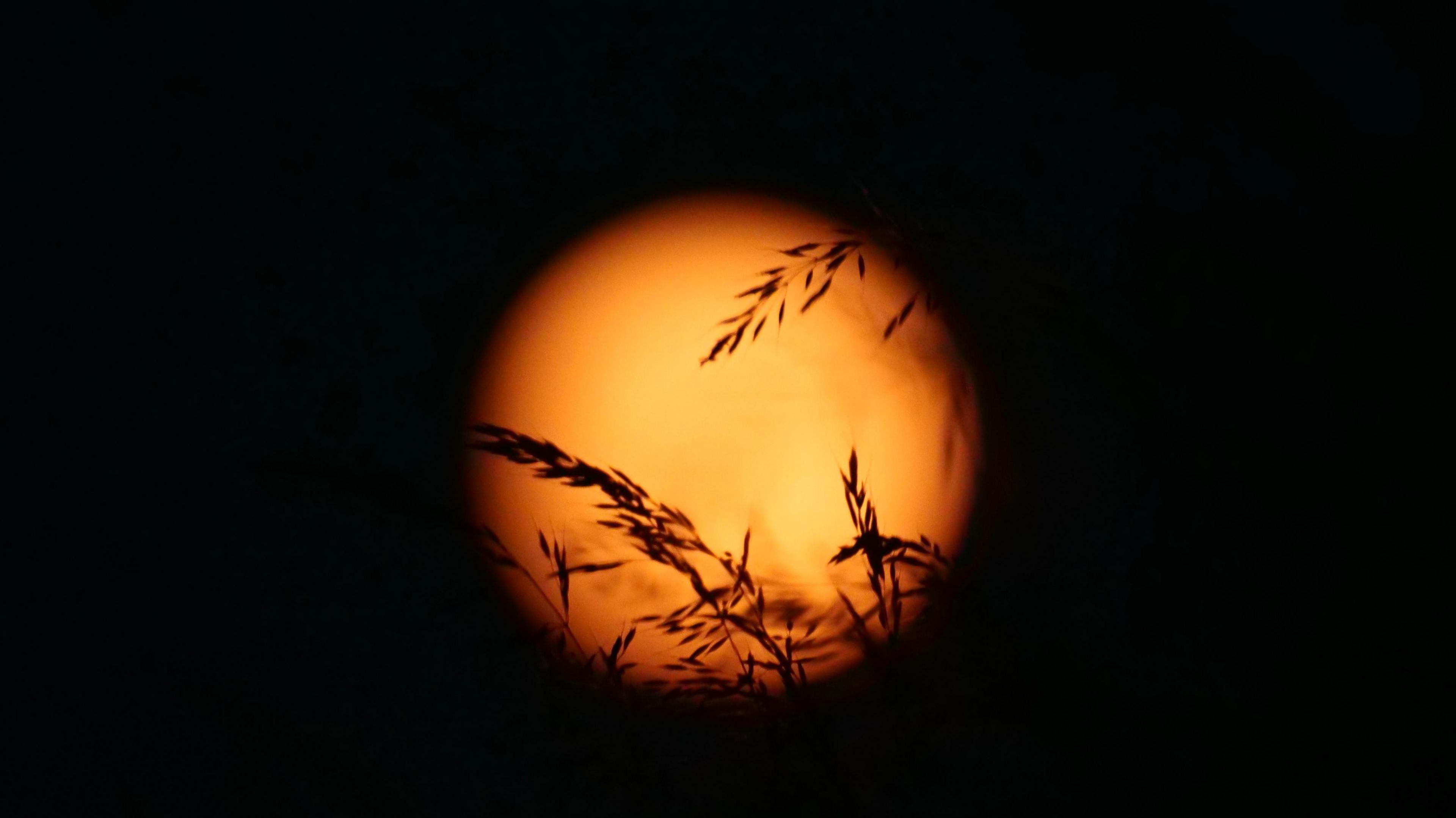 The Strawberry Moon in St Erme, Cornwall - it is out of focus and has wheat silhouetted over it