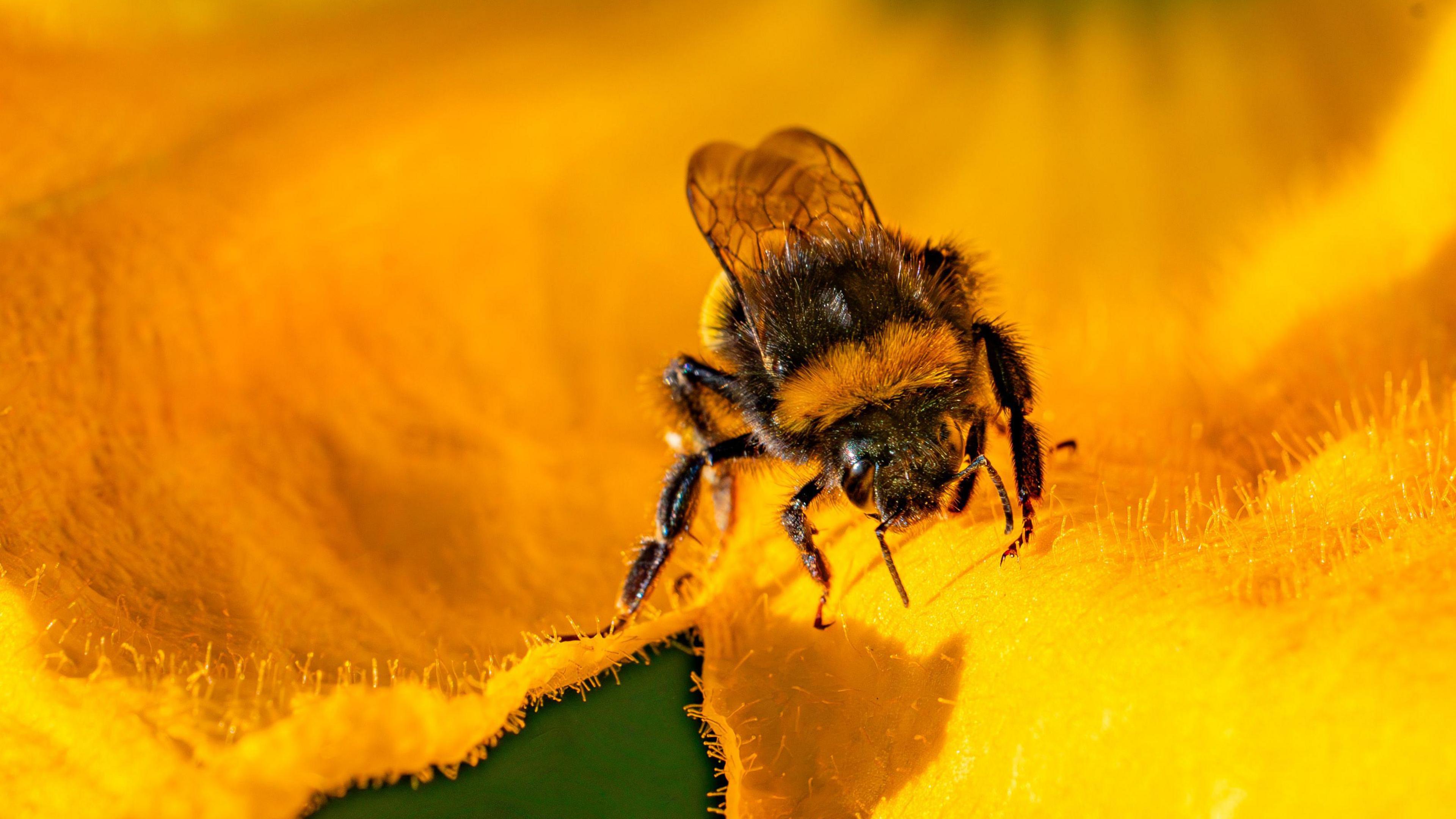 A close up of a bee collecting pollen and resting on the yellow petal of a courgette plant flower 