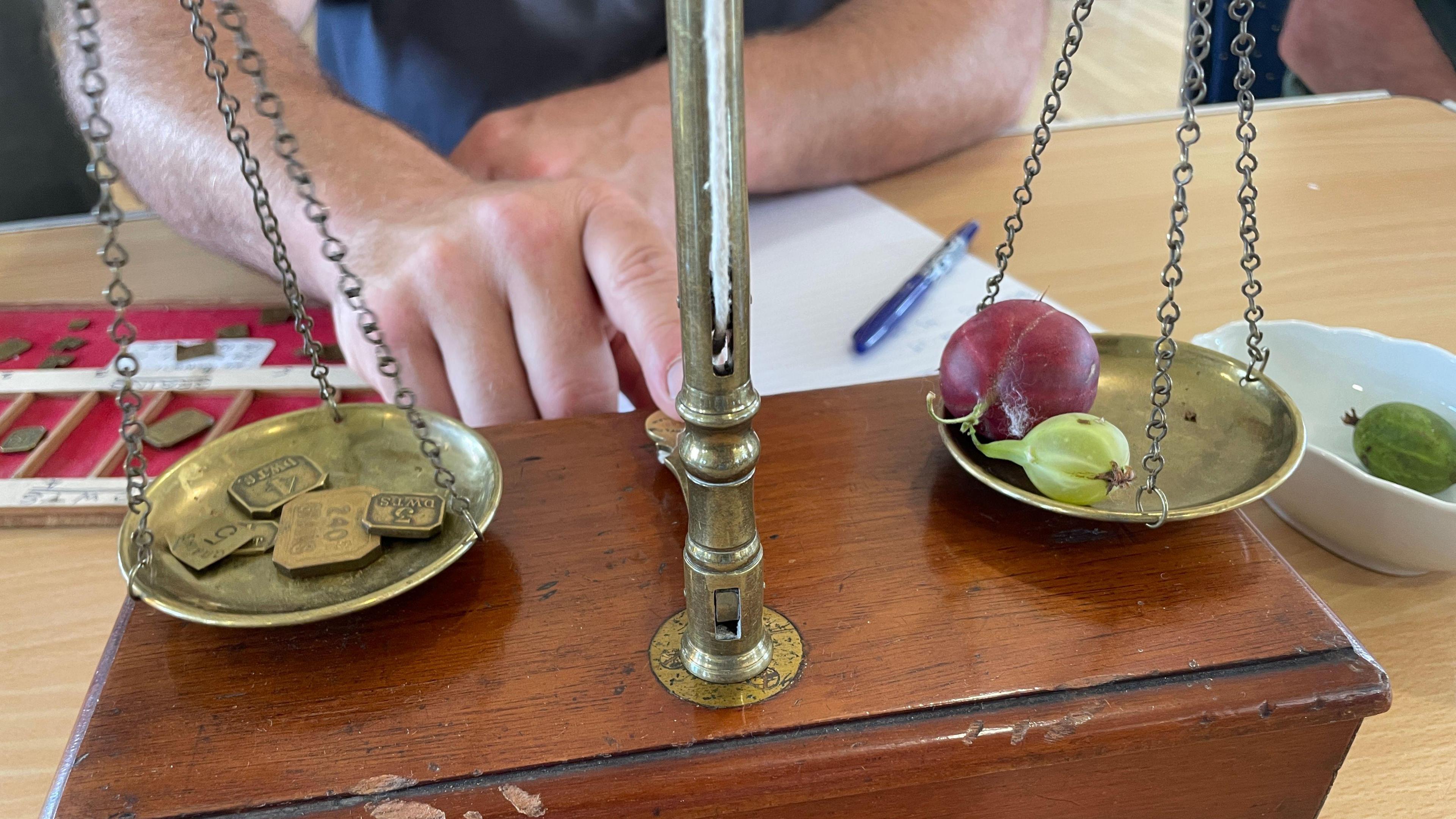 Close-up image of a large purple gooseberry and small green gooseberry being weighed in a metal pan of a traditional pair of scales. Four gold-coloured weights are seen in the other scale pan.