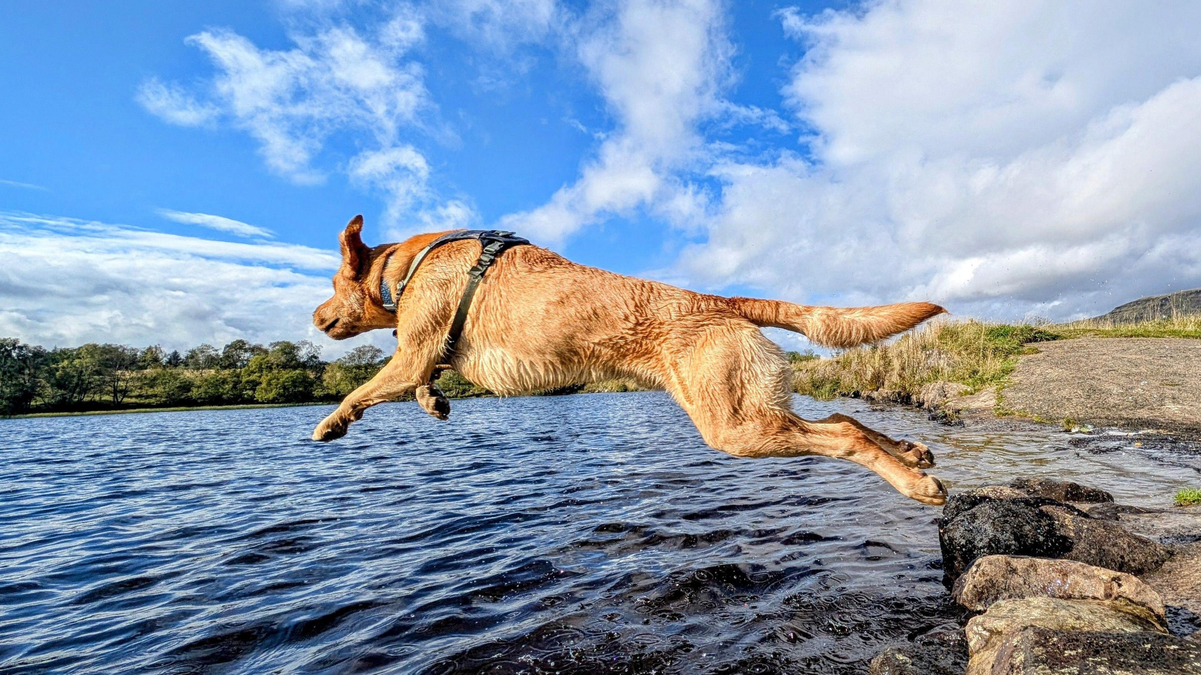 A dog leaping from right to left into the water from a set of stones.