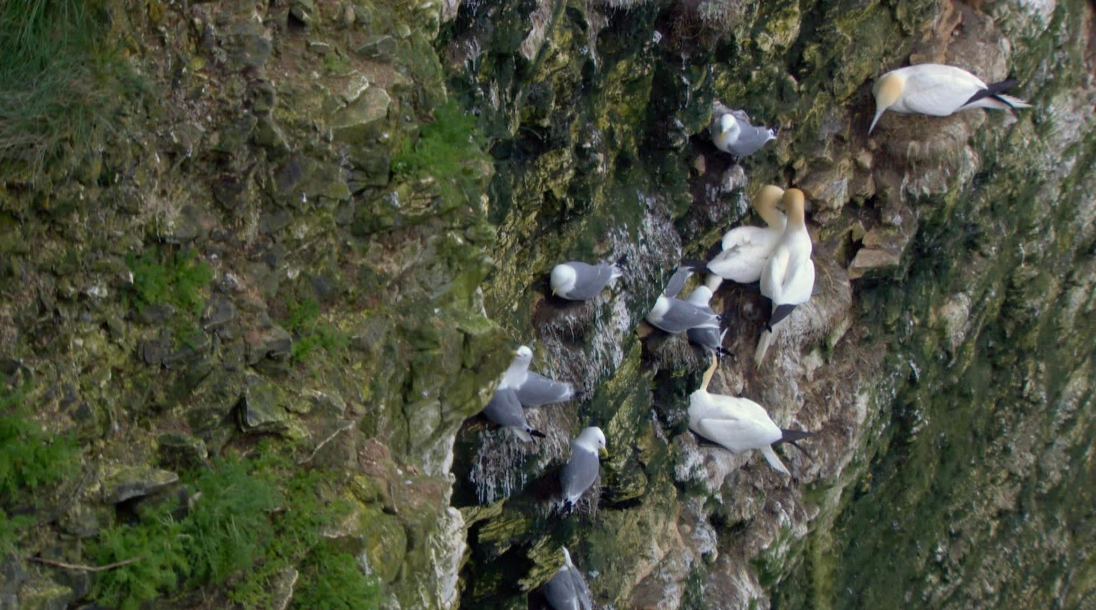 A group of white and grey birds perch on a rocky cliff. The rocks are covered in green moss and soil.