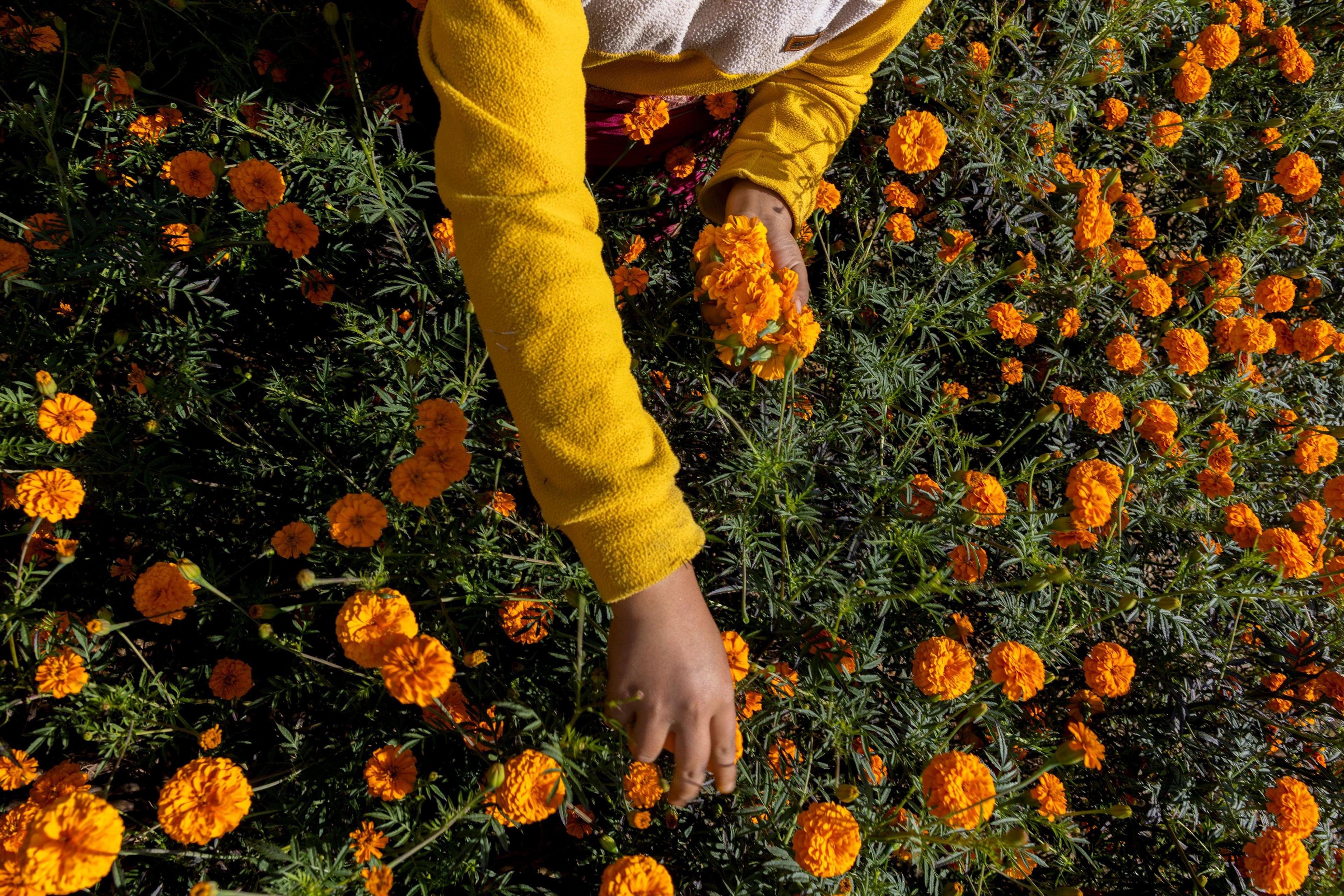 A hand reaches across a field of brightly coloured flowers to select a flower head