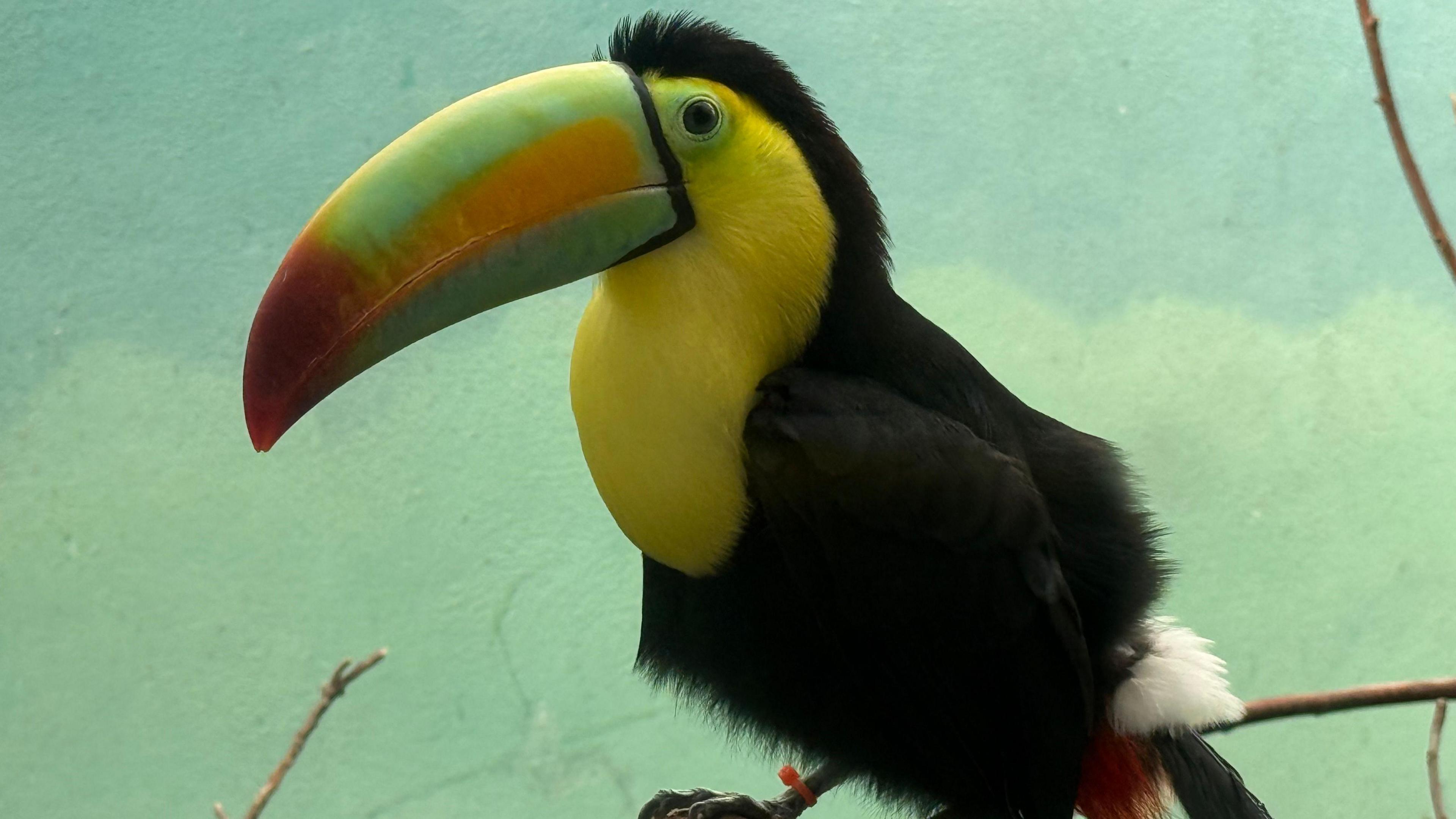 Keel-billed toucan