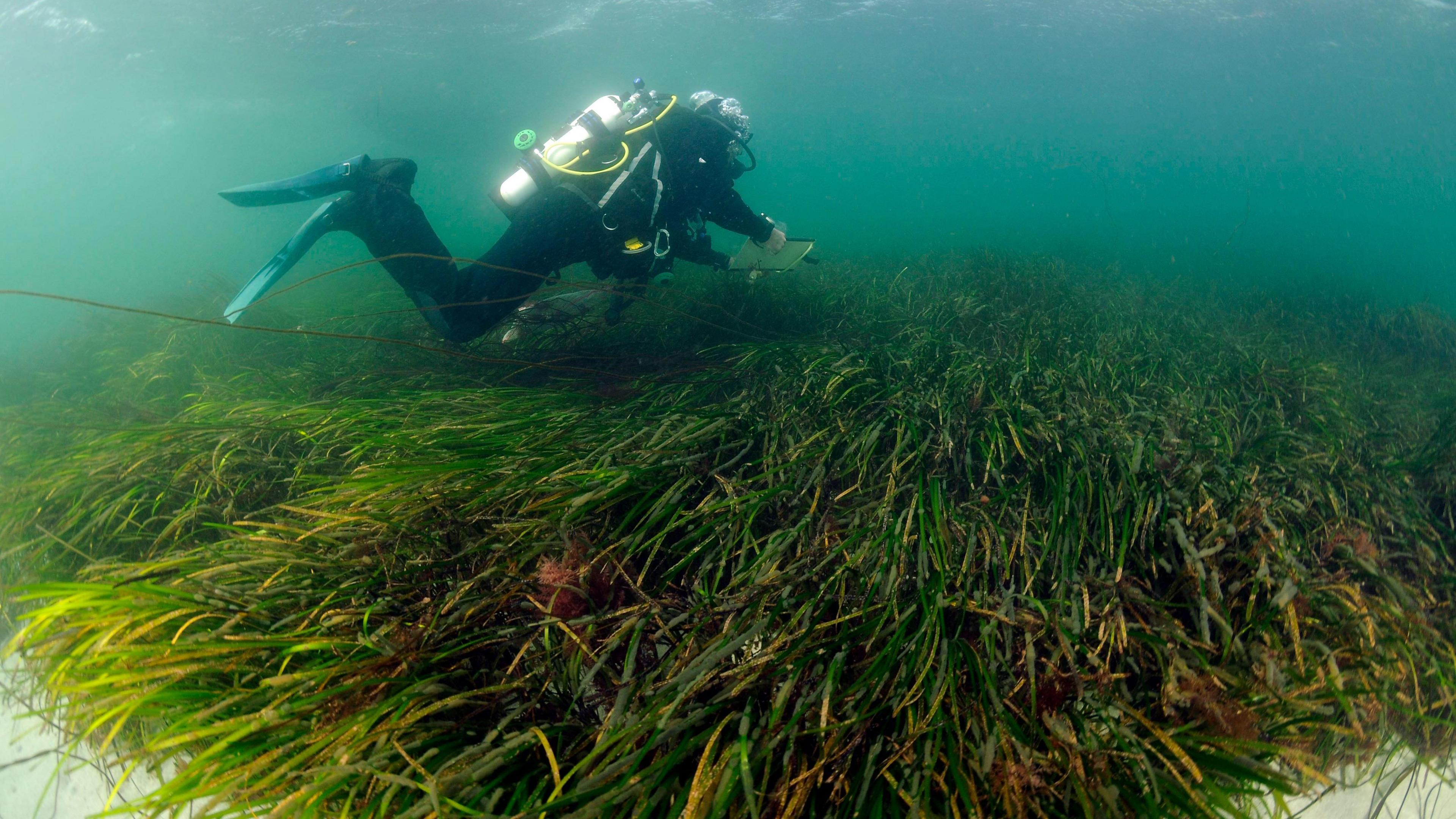 Dàibhear a' dèanamh suirbhidh air bad de bhilearach-mhara