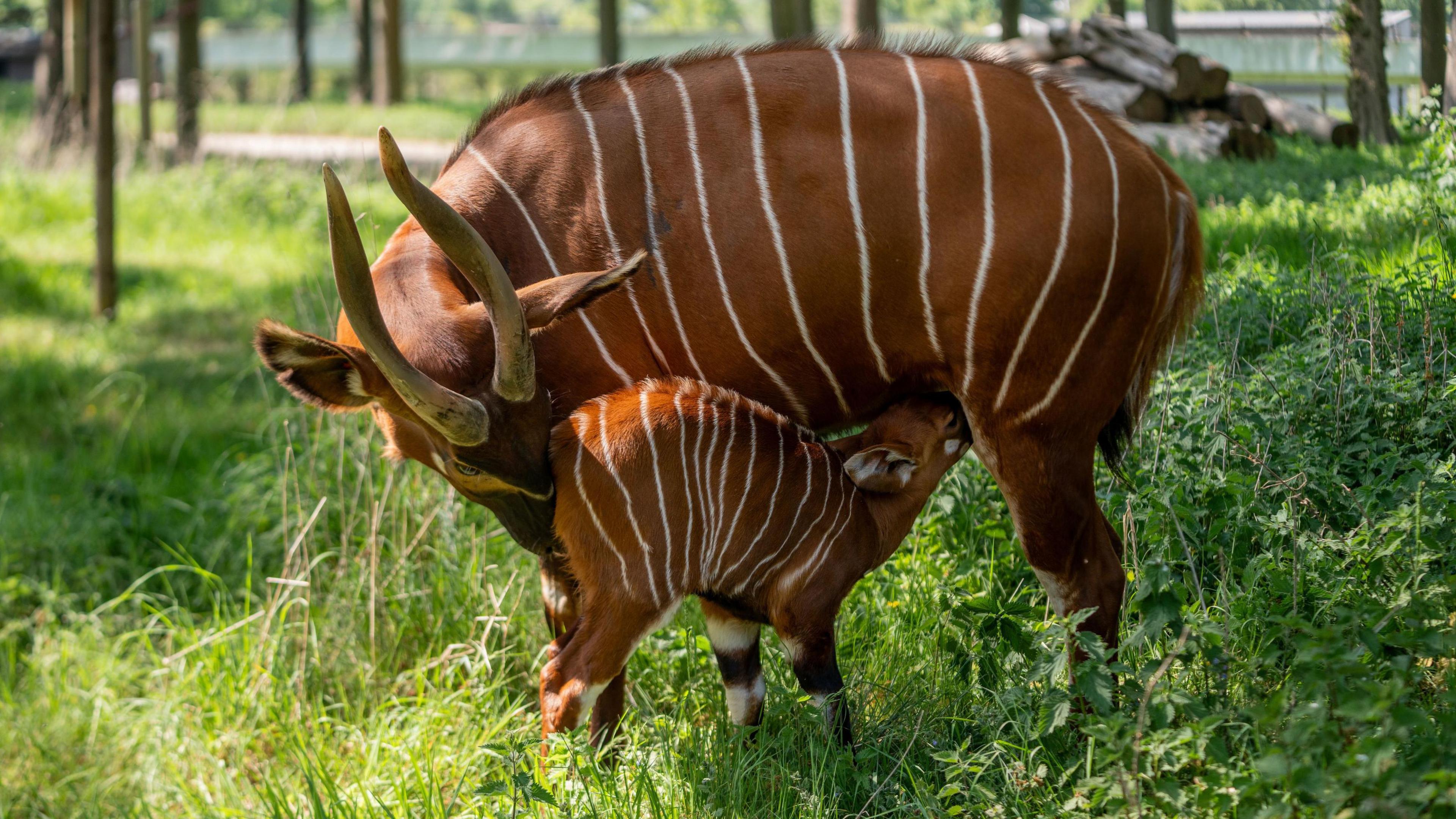 A critically endangered Eastern mountain bongo calf feeds from its mother at Woburn Safari Park.