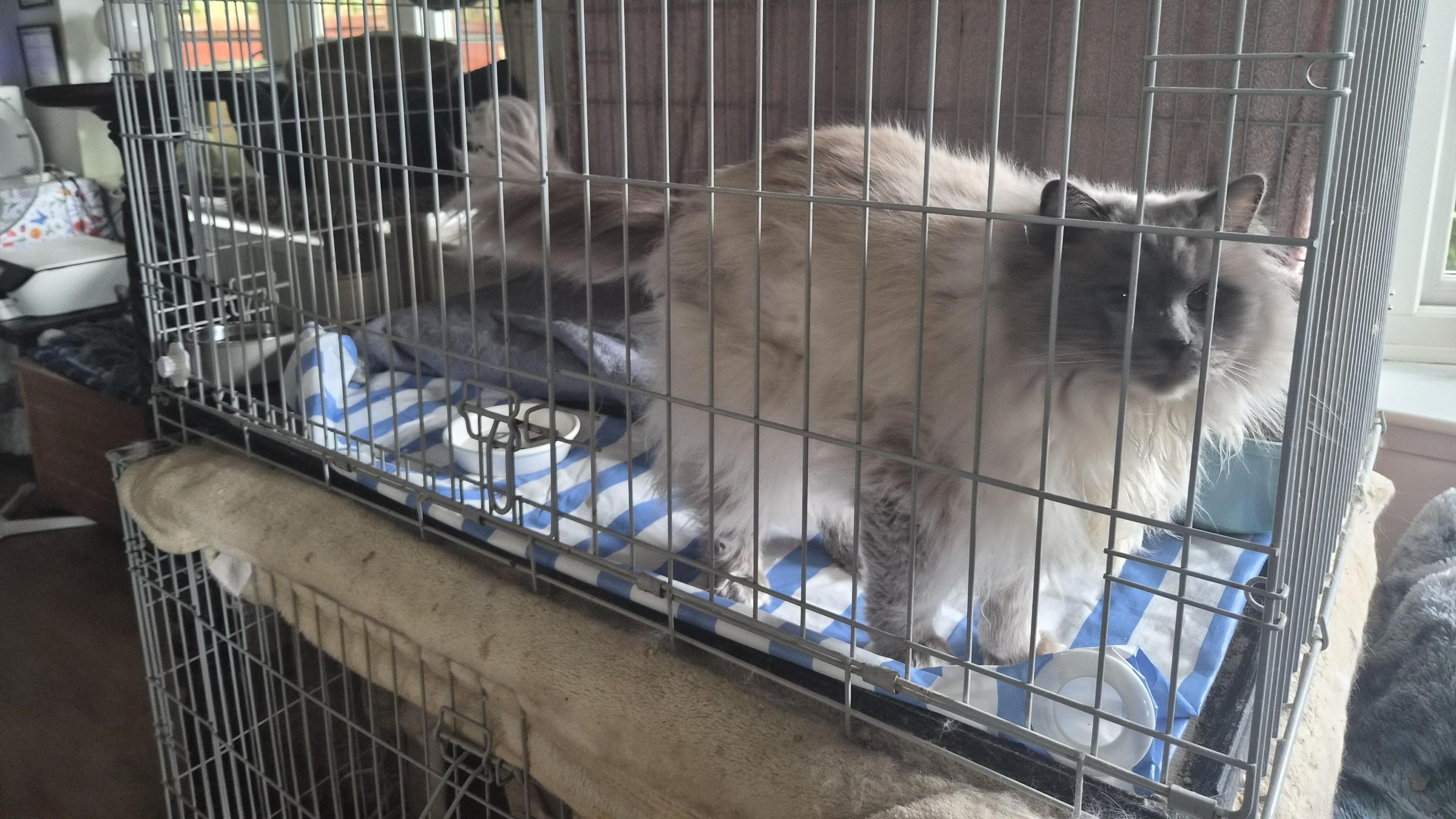 A fluffy grey cat in a cage on a white and blue blanket