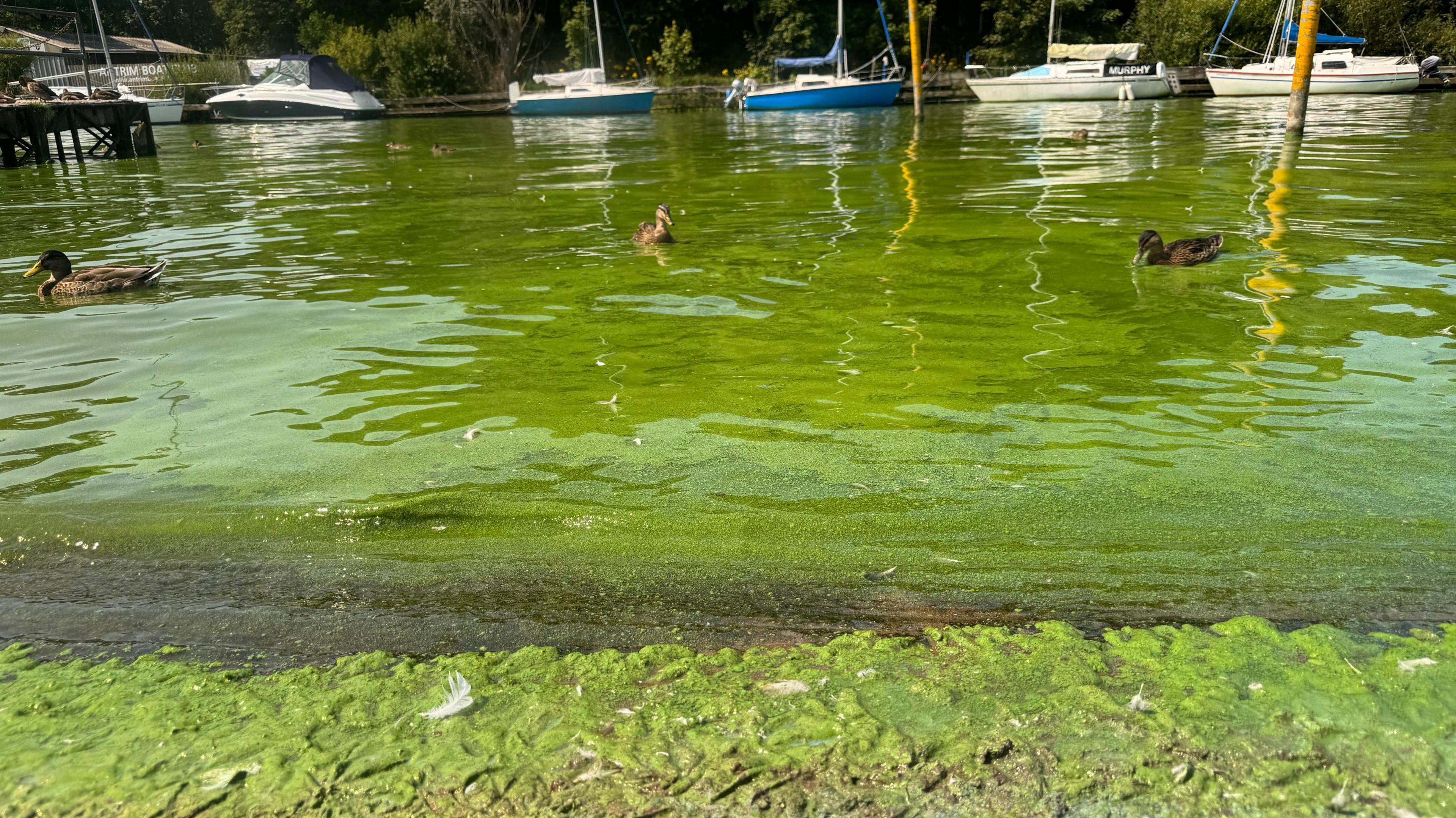 Section of shoreline in Lough Neagh with blue-green algae blooms. Three ducks are in the water and five boats are in the distance.