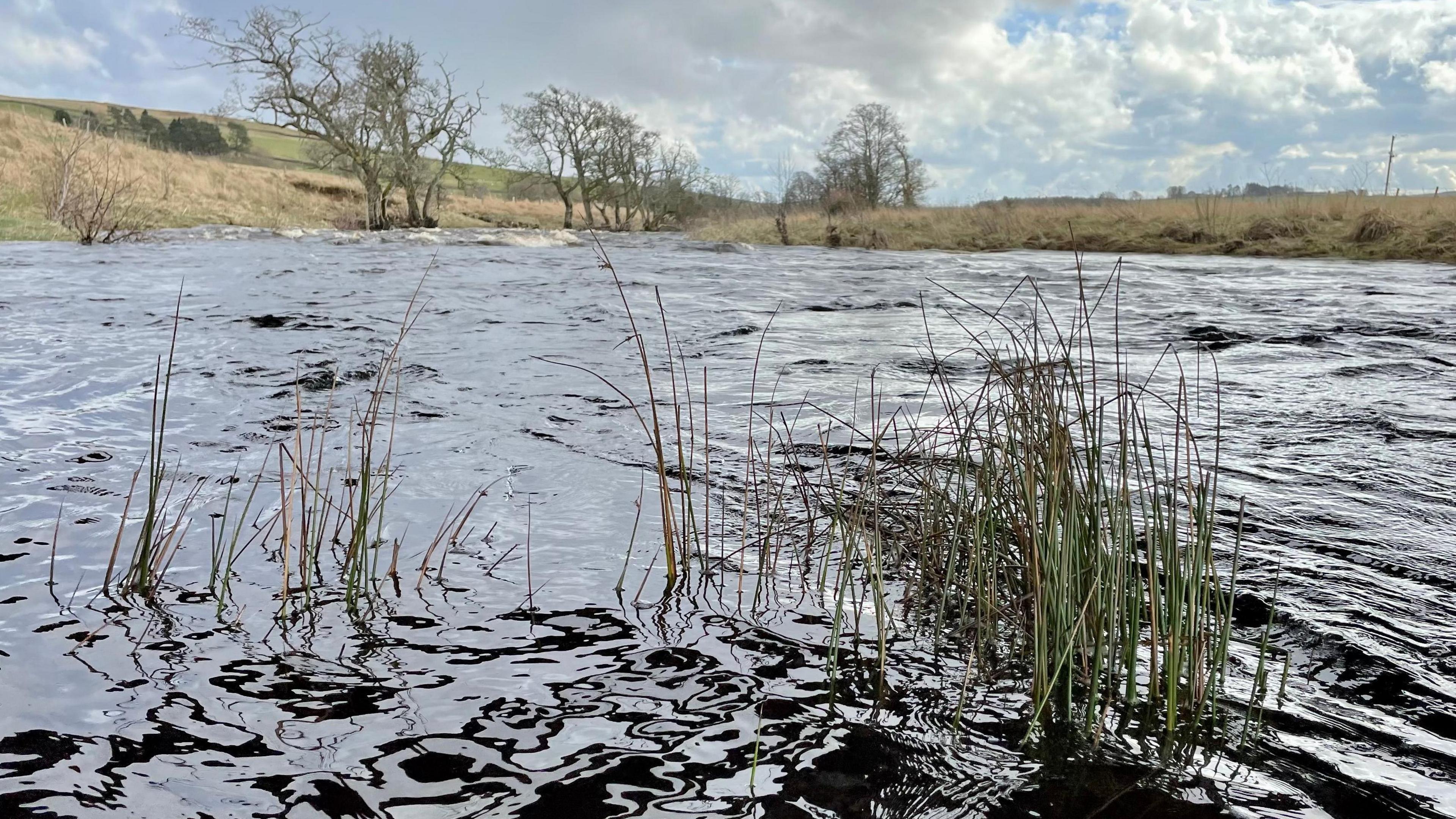 A view of the River Rede with green grasses growing up through the murky water in the foreground and straggly trees emerging from the far bank.