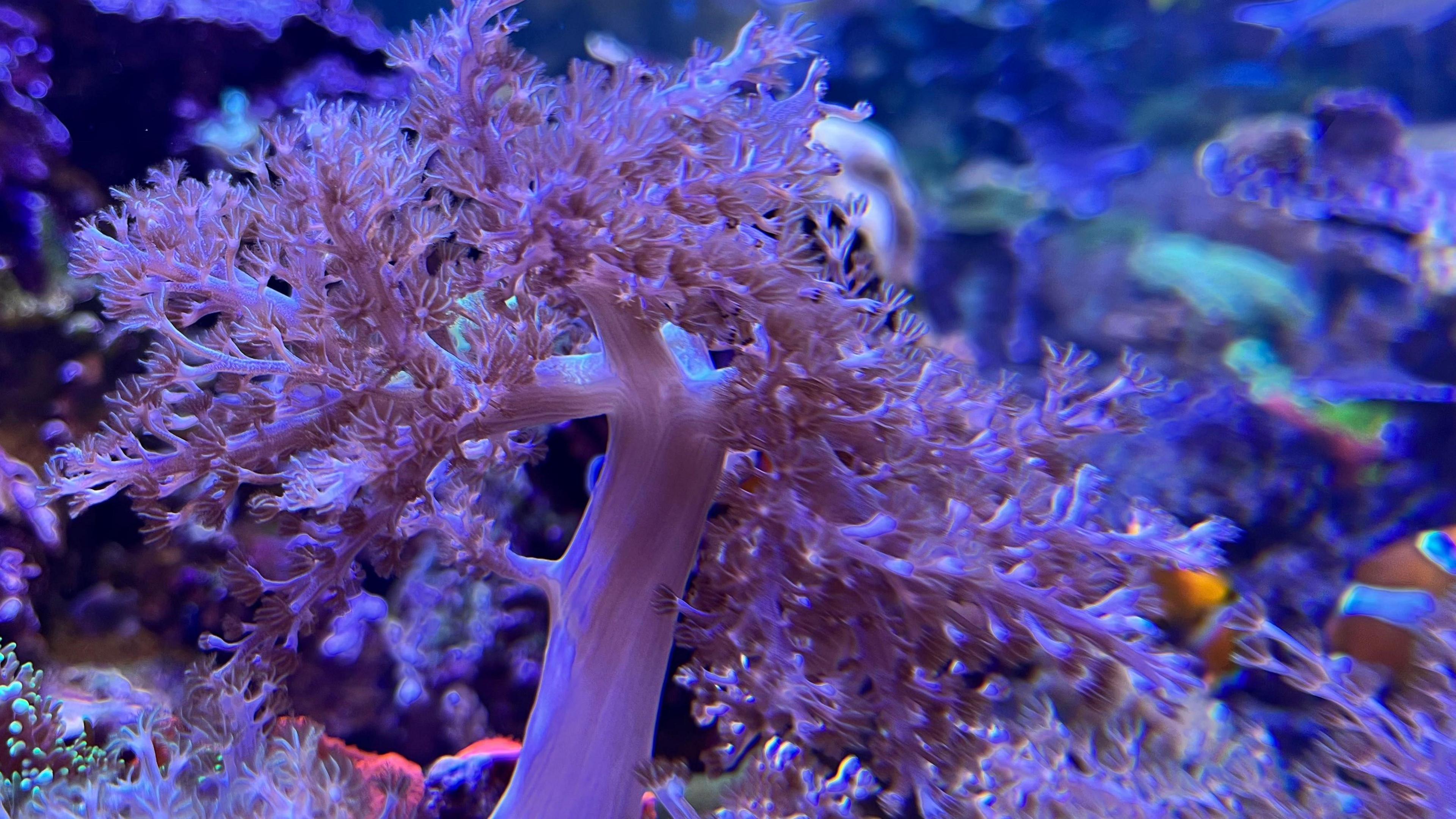 Purple feathered coral in a tank surrounded by fish