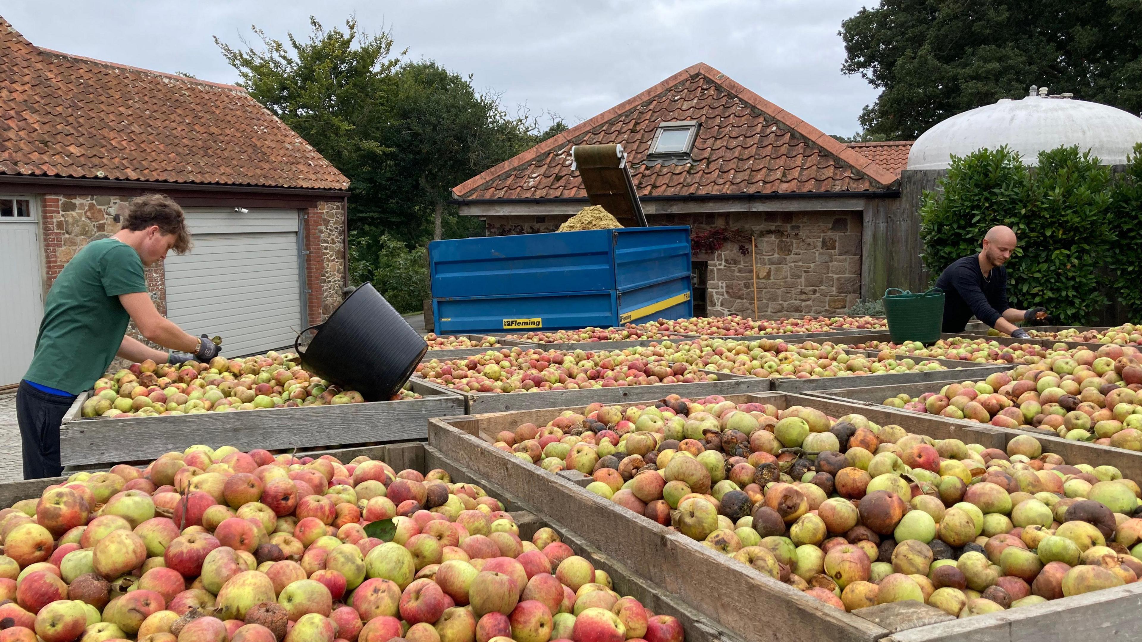 A man wearing a green t-shirt is sorting a large crate of red and green apples. The front of the image features other large crates of many apples. Another man is sorting apples in the background.