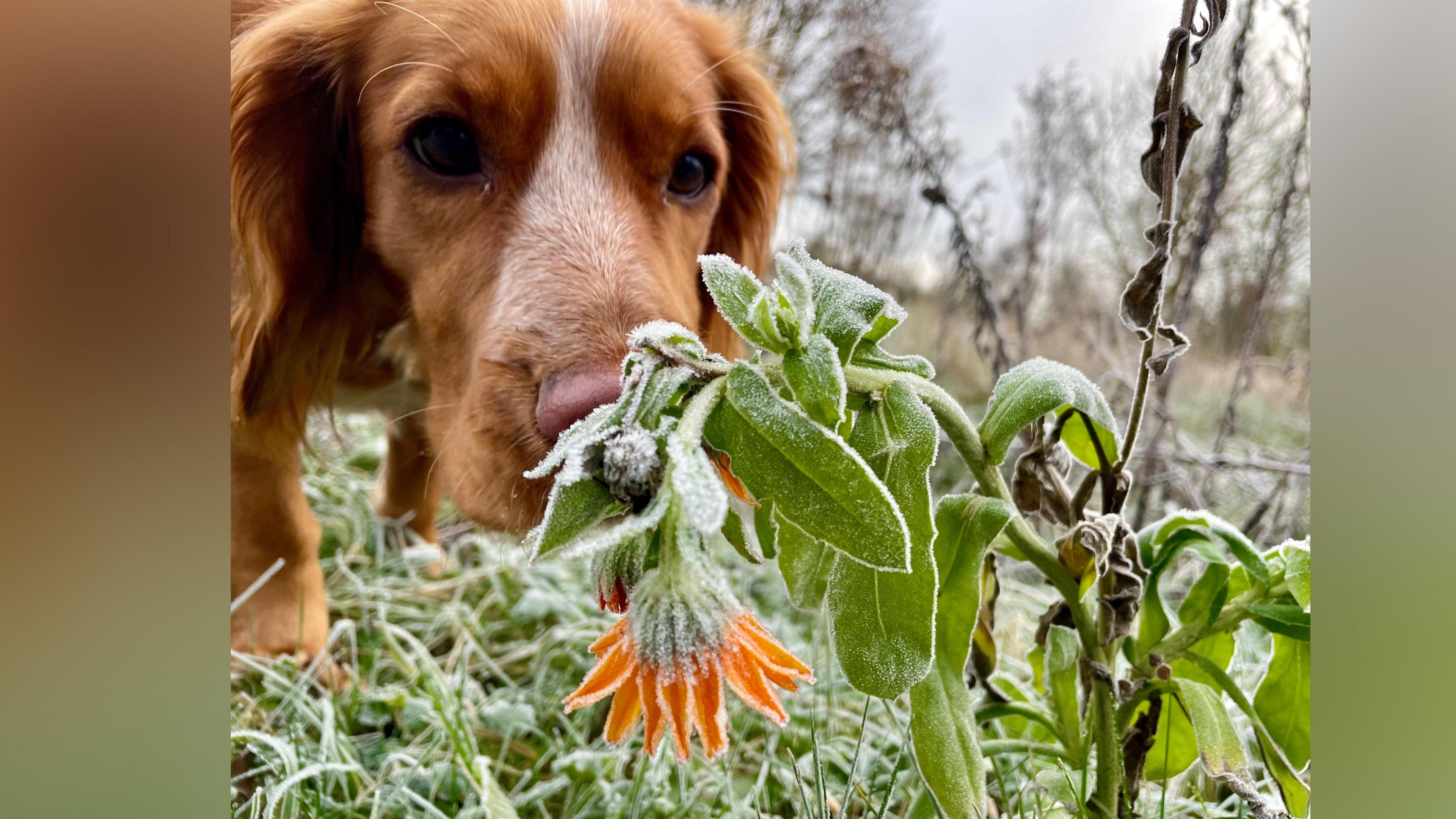 A dog sniffs some flowers