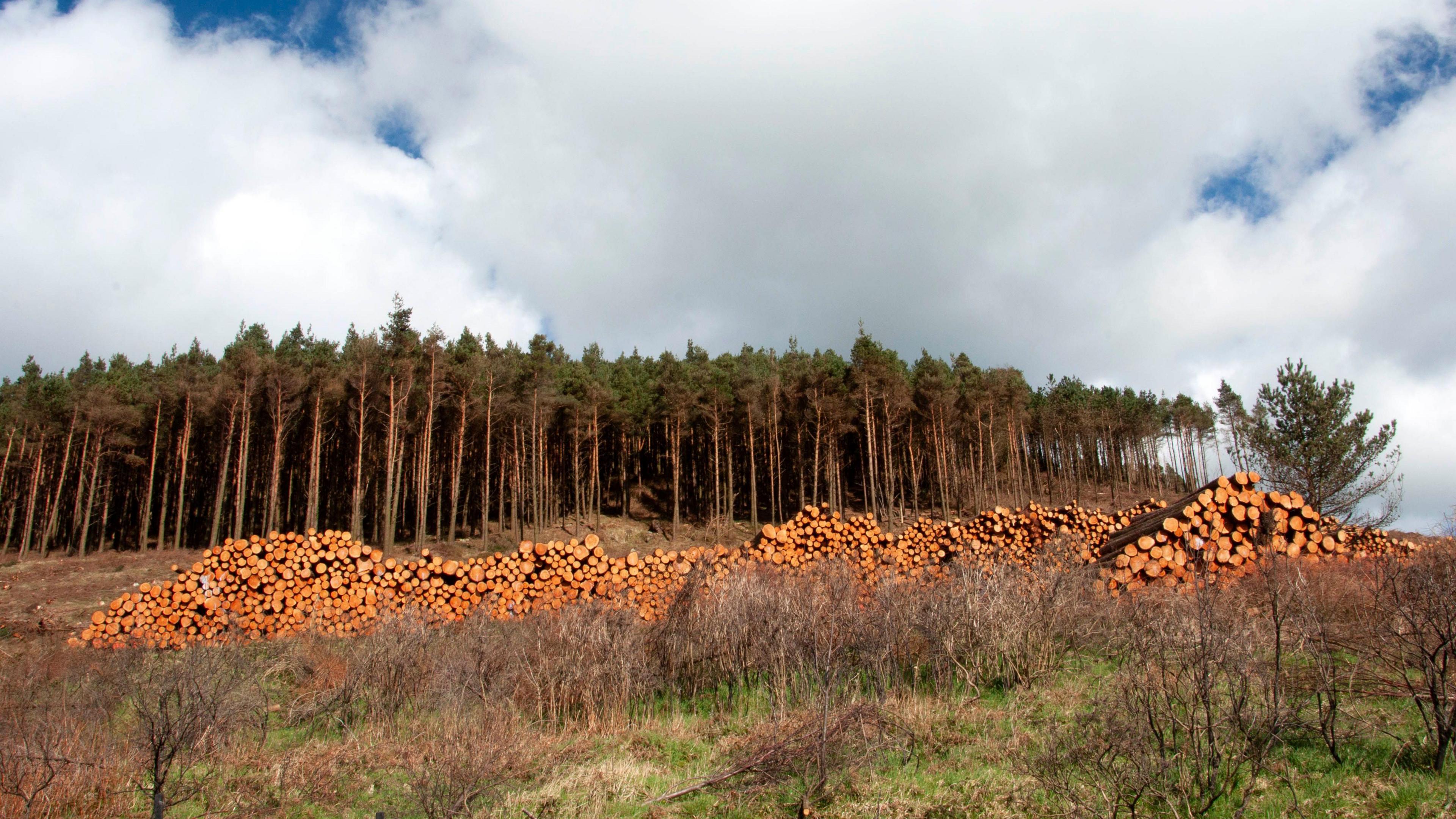A pile of conifer tree trunks in front of a forest in Northern Ireland. There is a cloudy sky above.