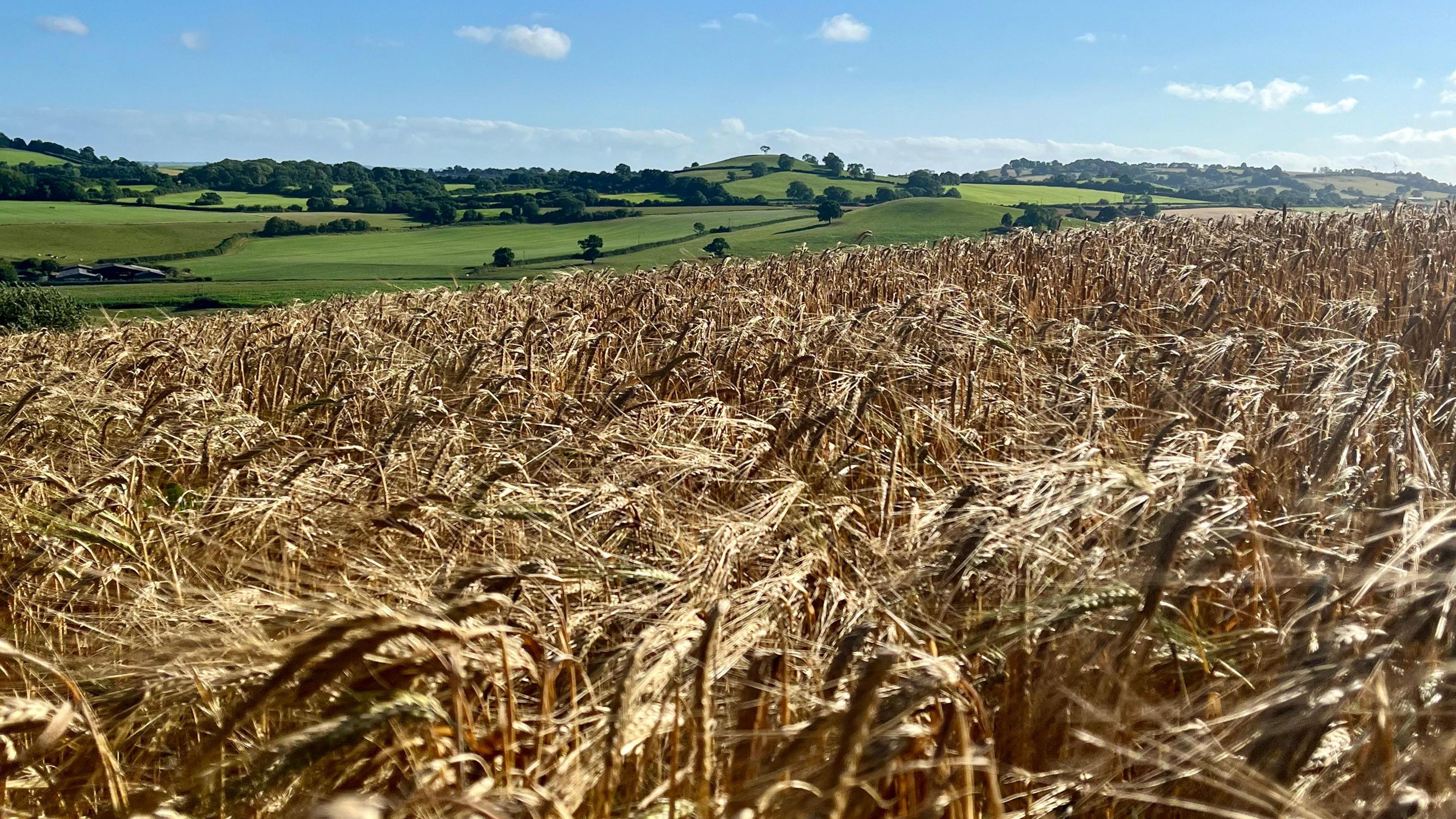 A field of wheat shines in the sun, while distant green hills and trees can be seen in the background