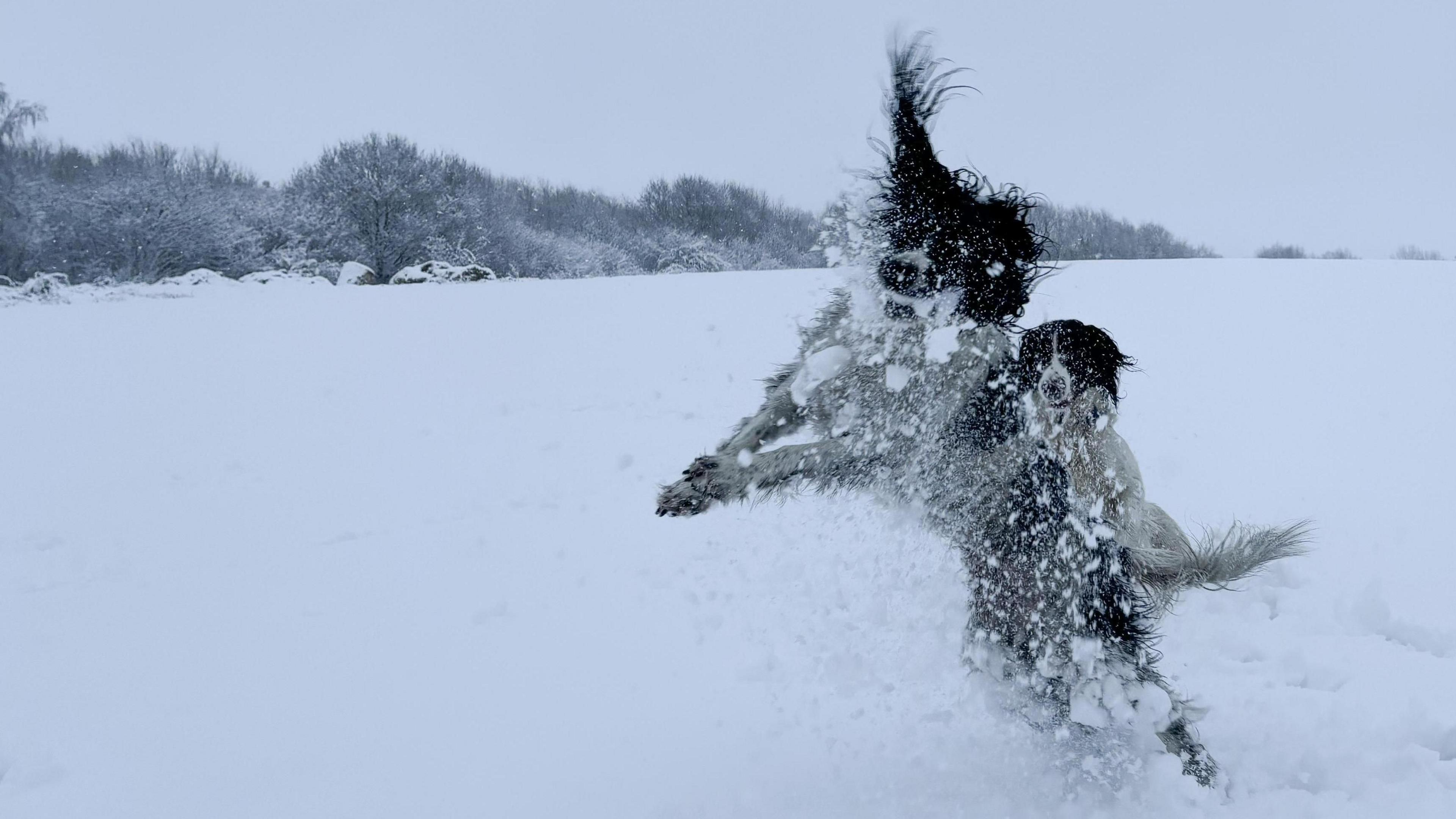 Two border collies prance through a snowy field