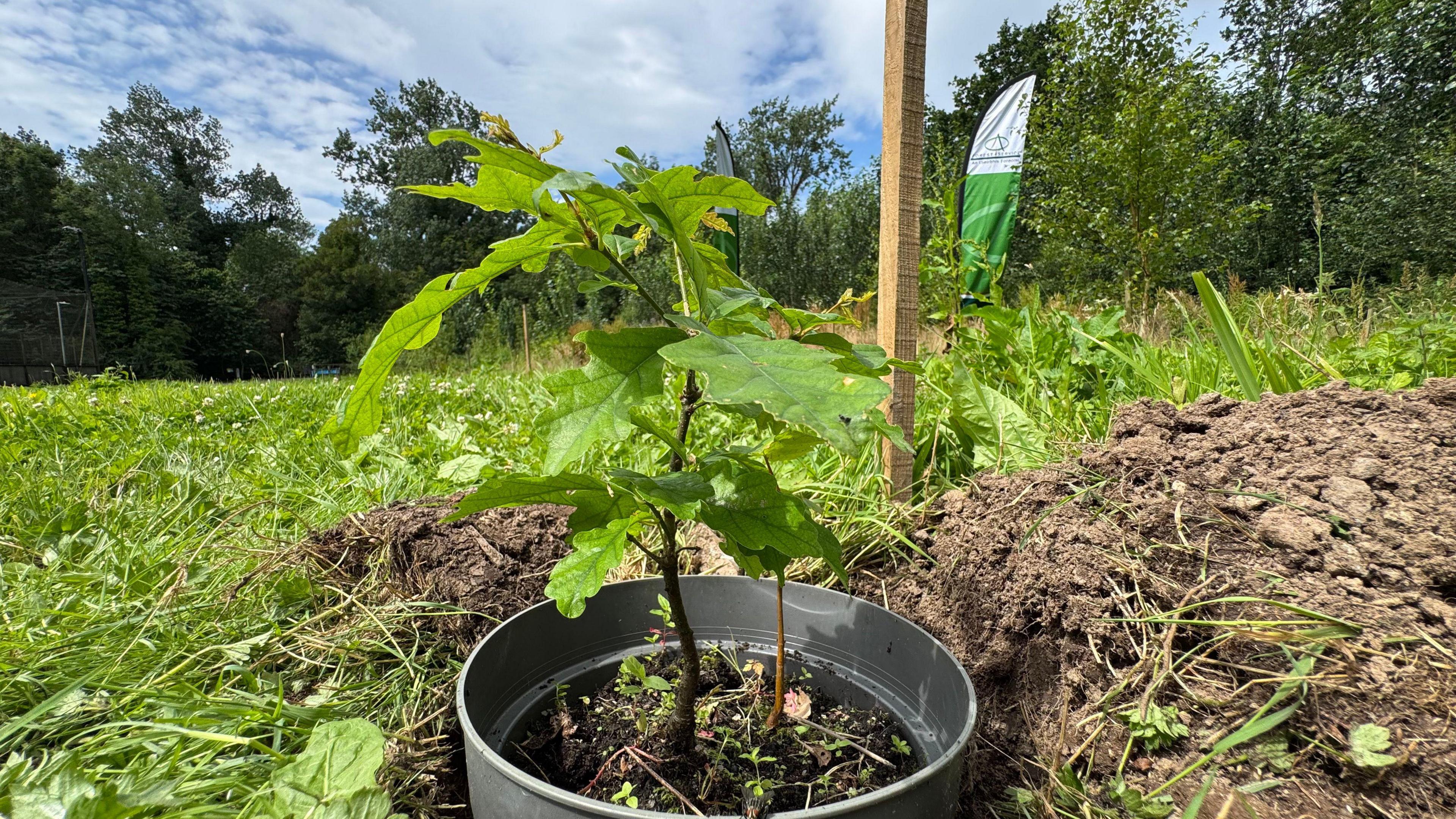 A small tree in a pot within a garden, there is a green flag in the background.