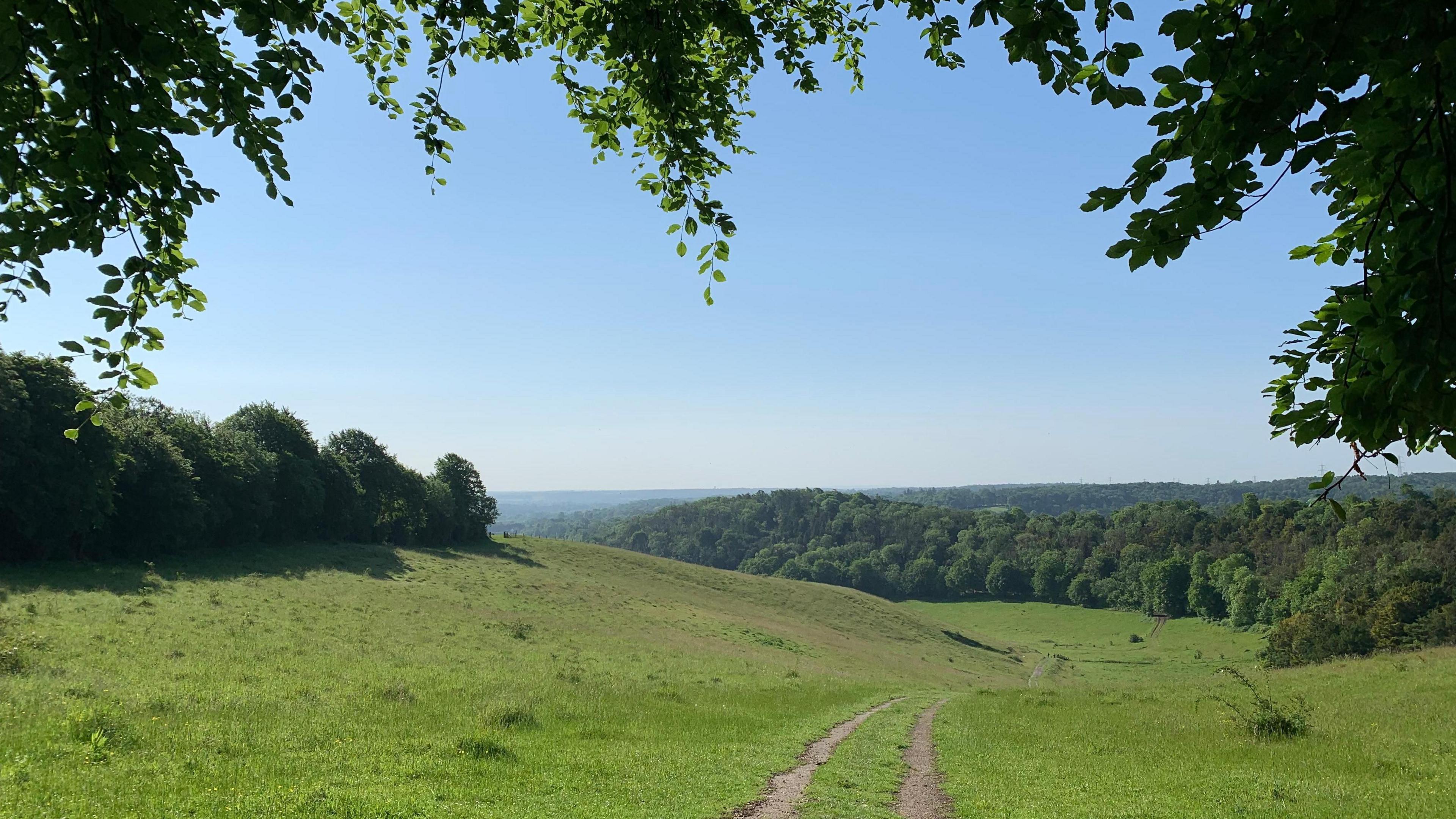 WEDNESDAY - A blue sky over lush green fields in Streatley, with leafy foliage in the foreground and a dirt track running through the fields 