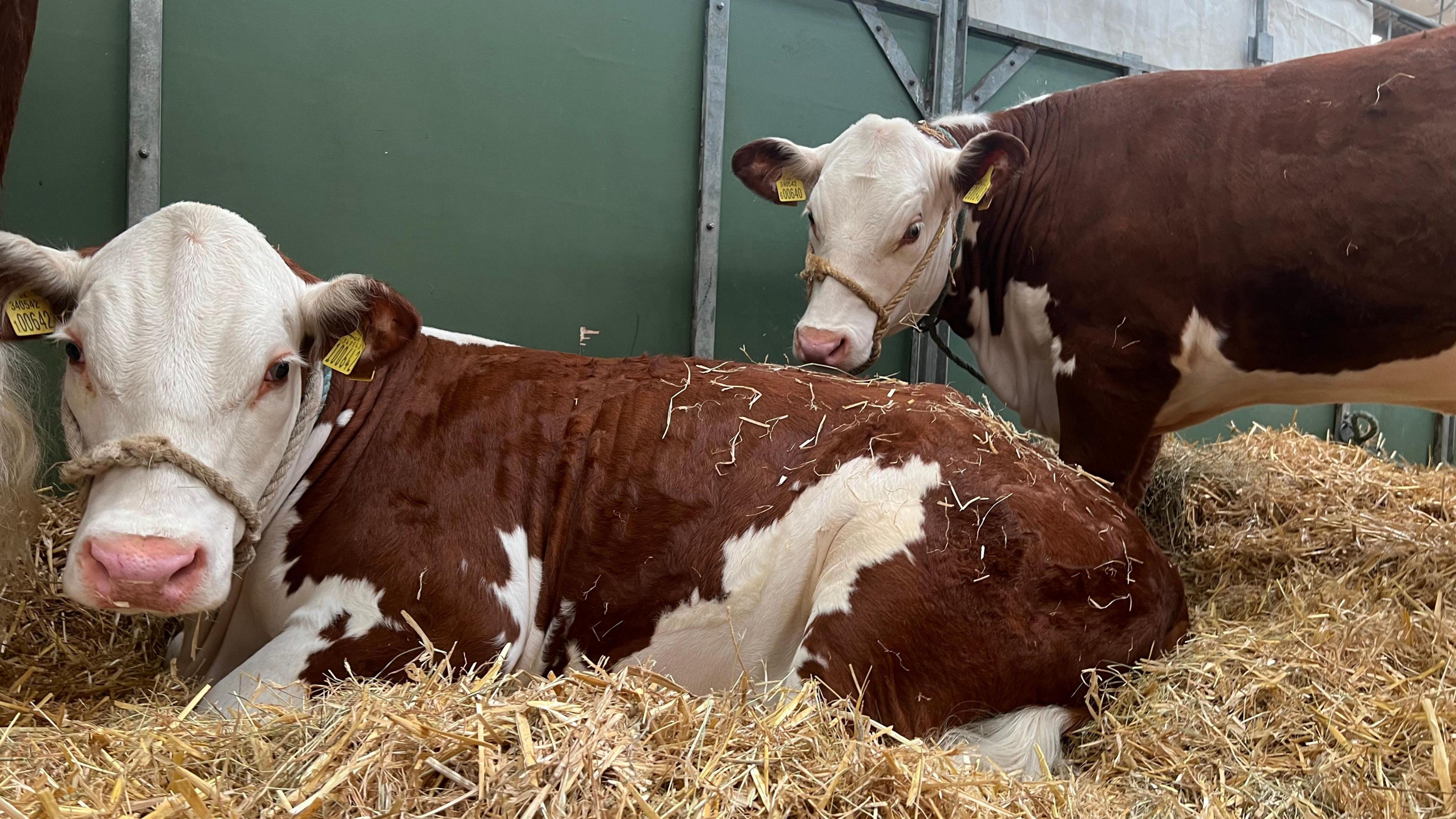 Two cows in a pen at the Bath and West show, lying down on straw