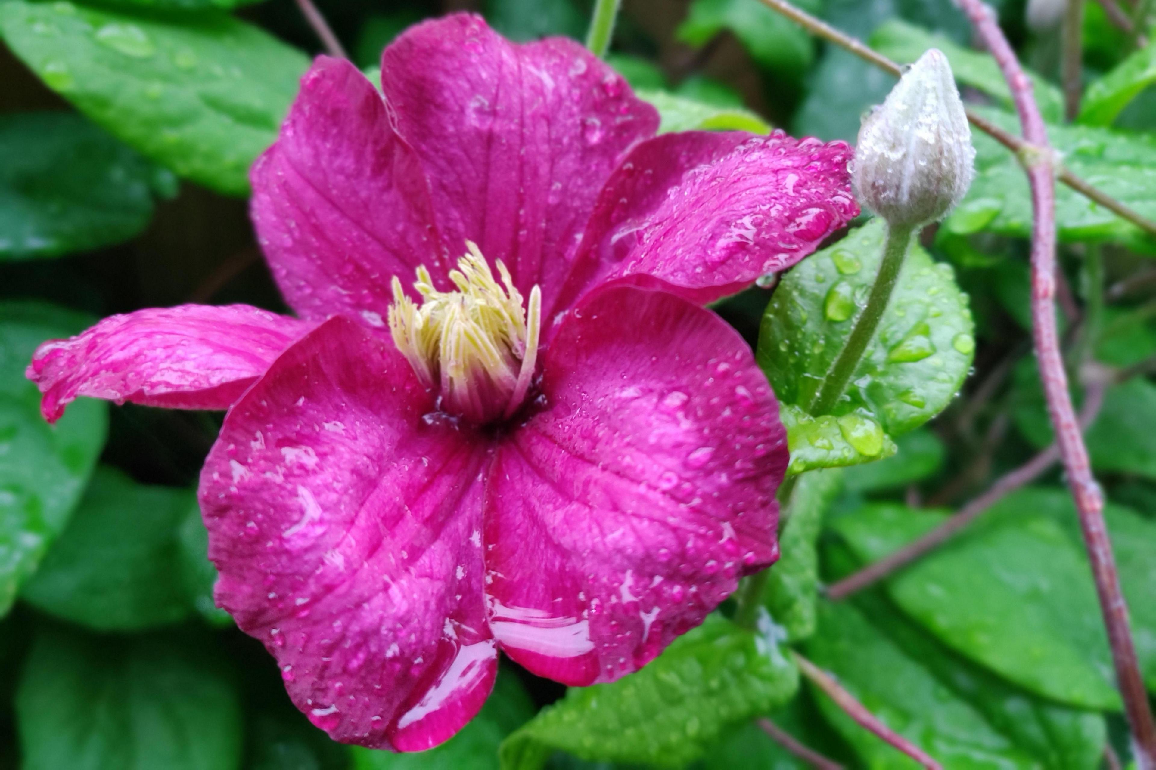 A bright pink flower with five petals and creamy yellow stamen at their core dominate