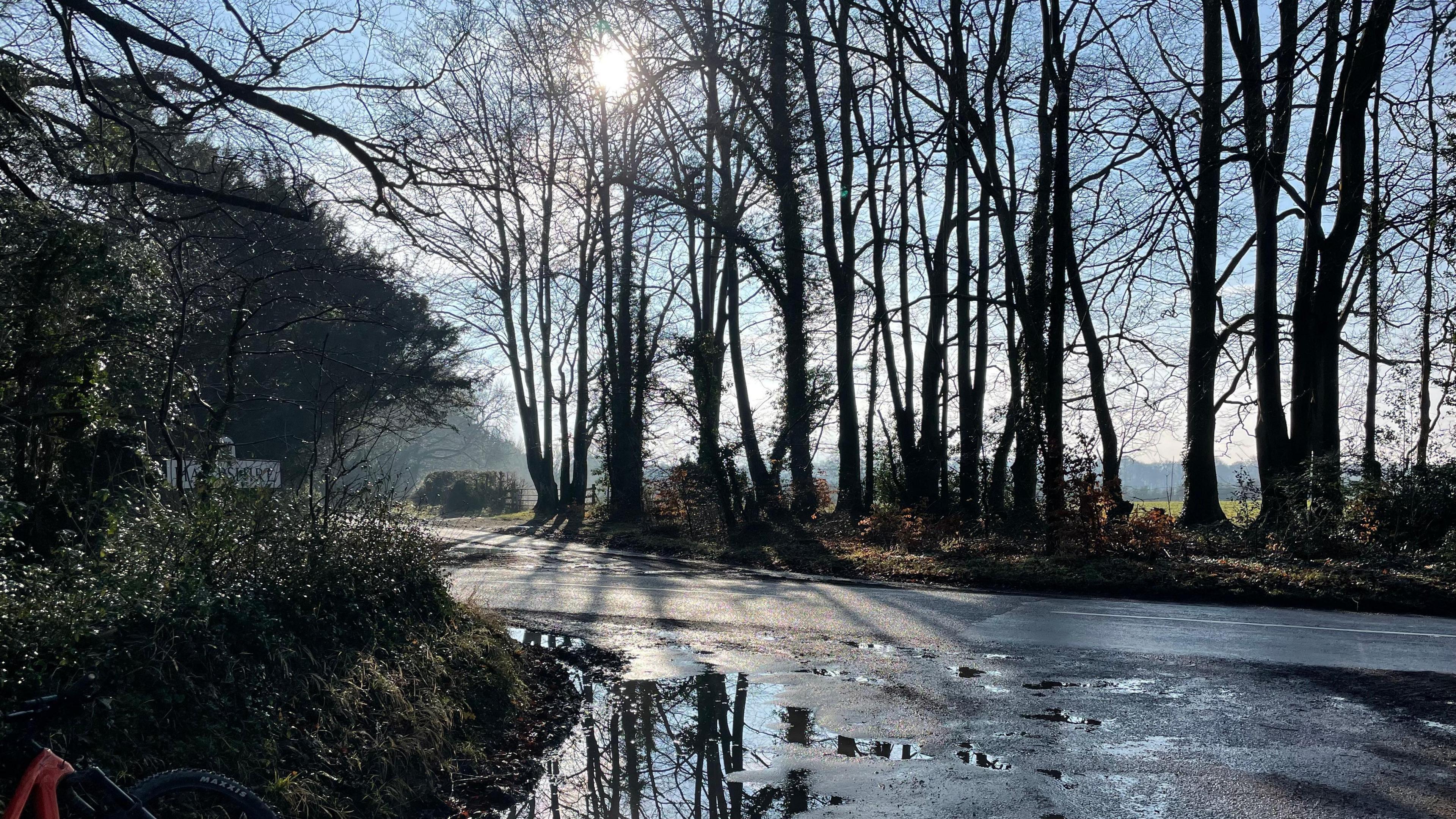 A copse of trees alongside a country road is silhouetted against a winter sun, the trees and bushes dark. The road surface is slick as though it has been rained on recently