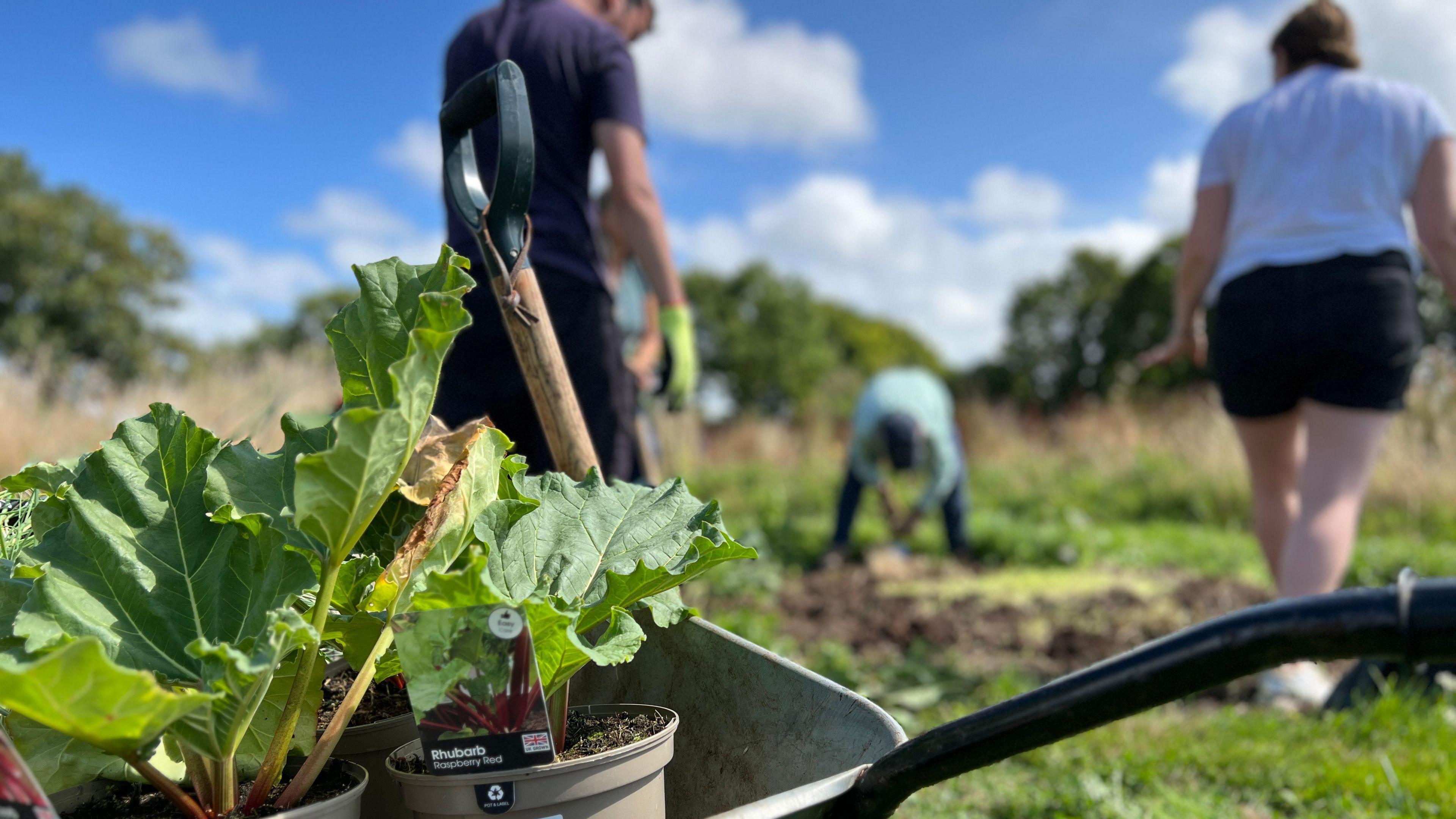 A wheelbarrow of rhubarb with a shovel next to in as people dig in the background