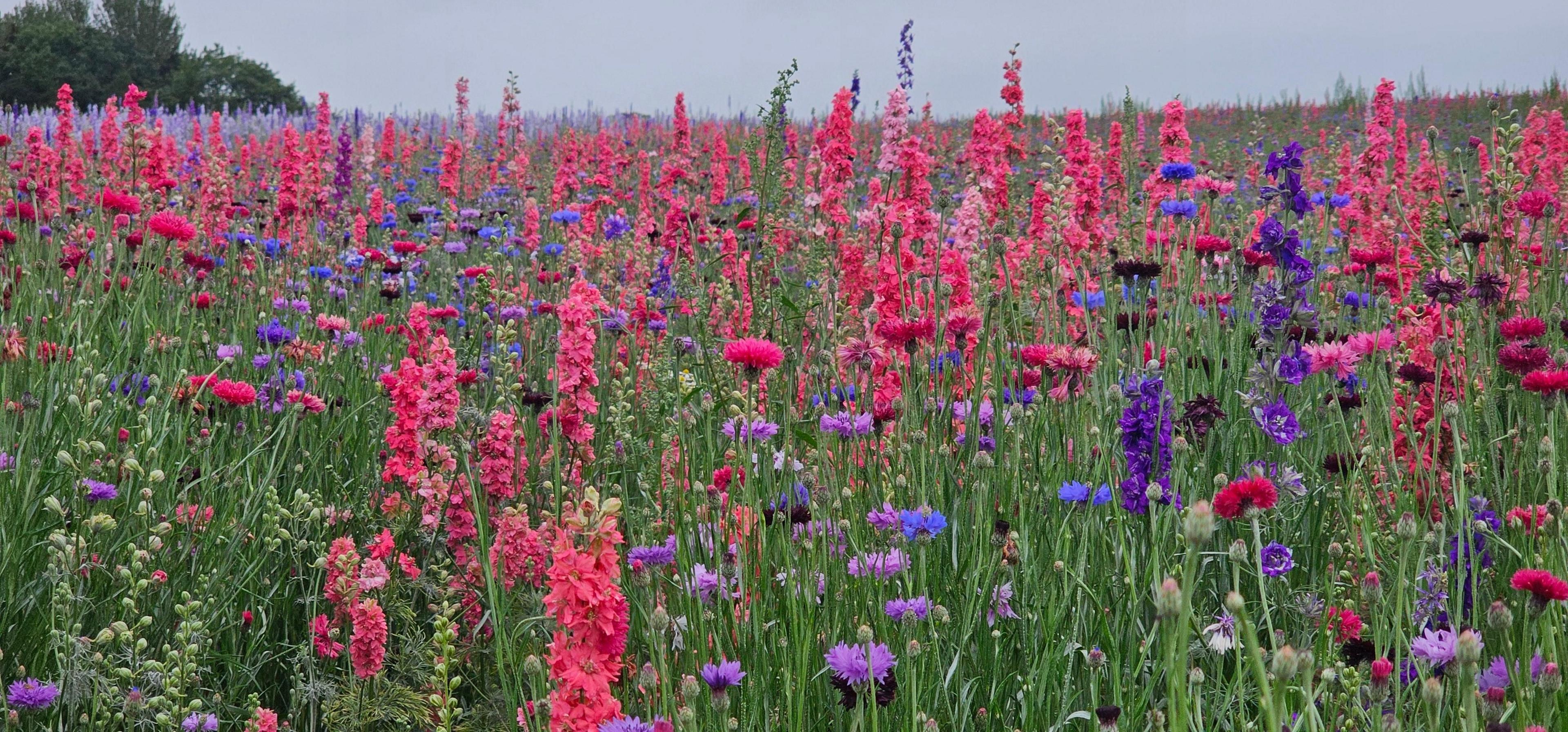 A field of mixed wild flowers in various shades of pink and purple