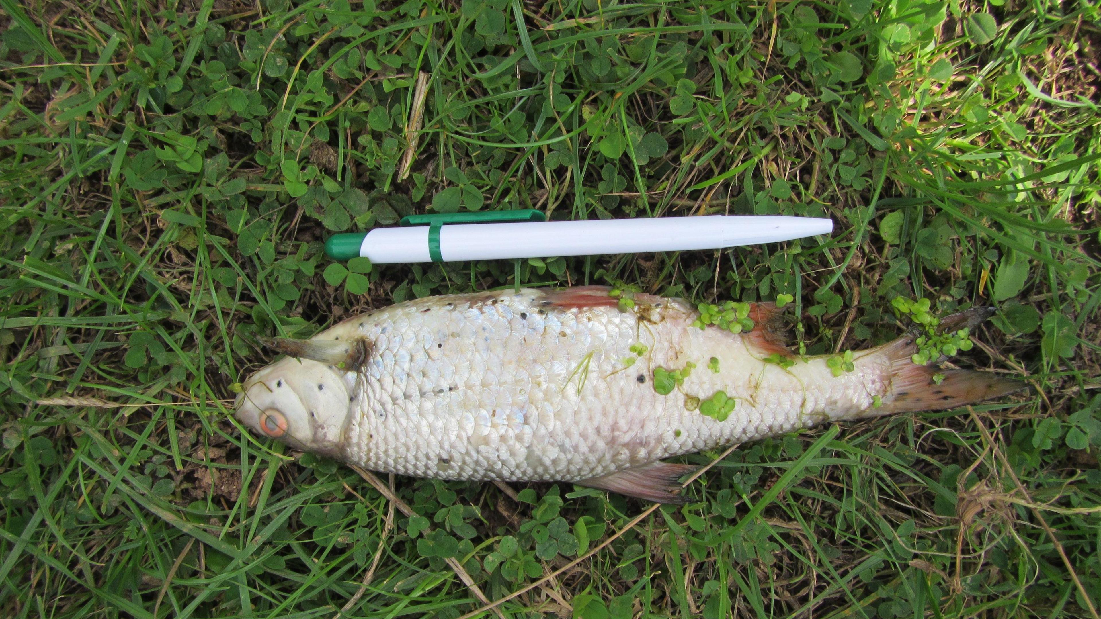 A dead roach lies on the river bank in Wiltshire, one of 2,100 fish found to have died after the pollution incident. It is lying on the grass and a pen has been placed next to it to show the scale. The pen is about two thirds the length of the fish