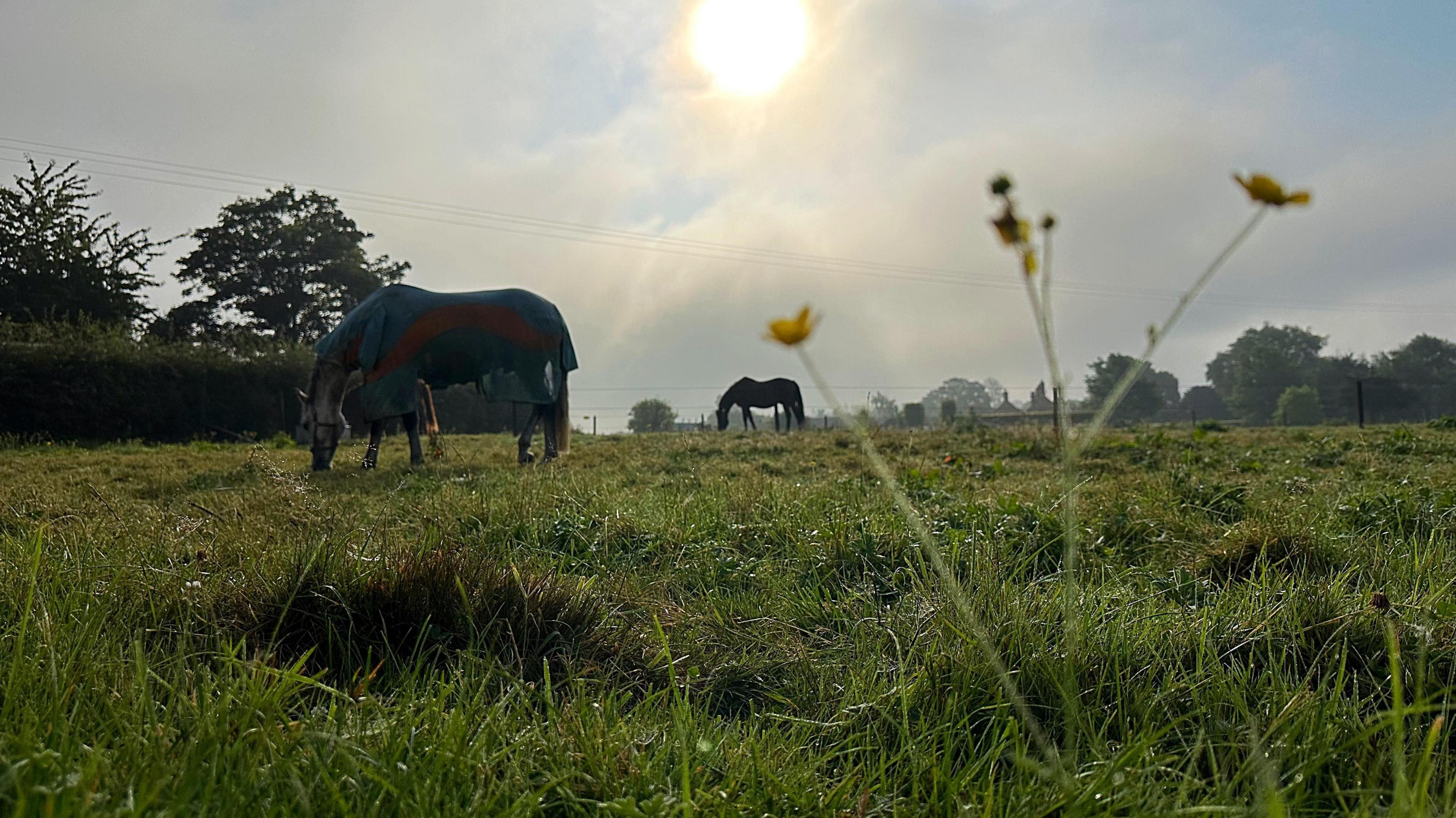 Two horses are in a field eating grass with the sun in the sky above them. There are some trees in the background and grass in the foreground.