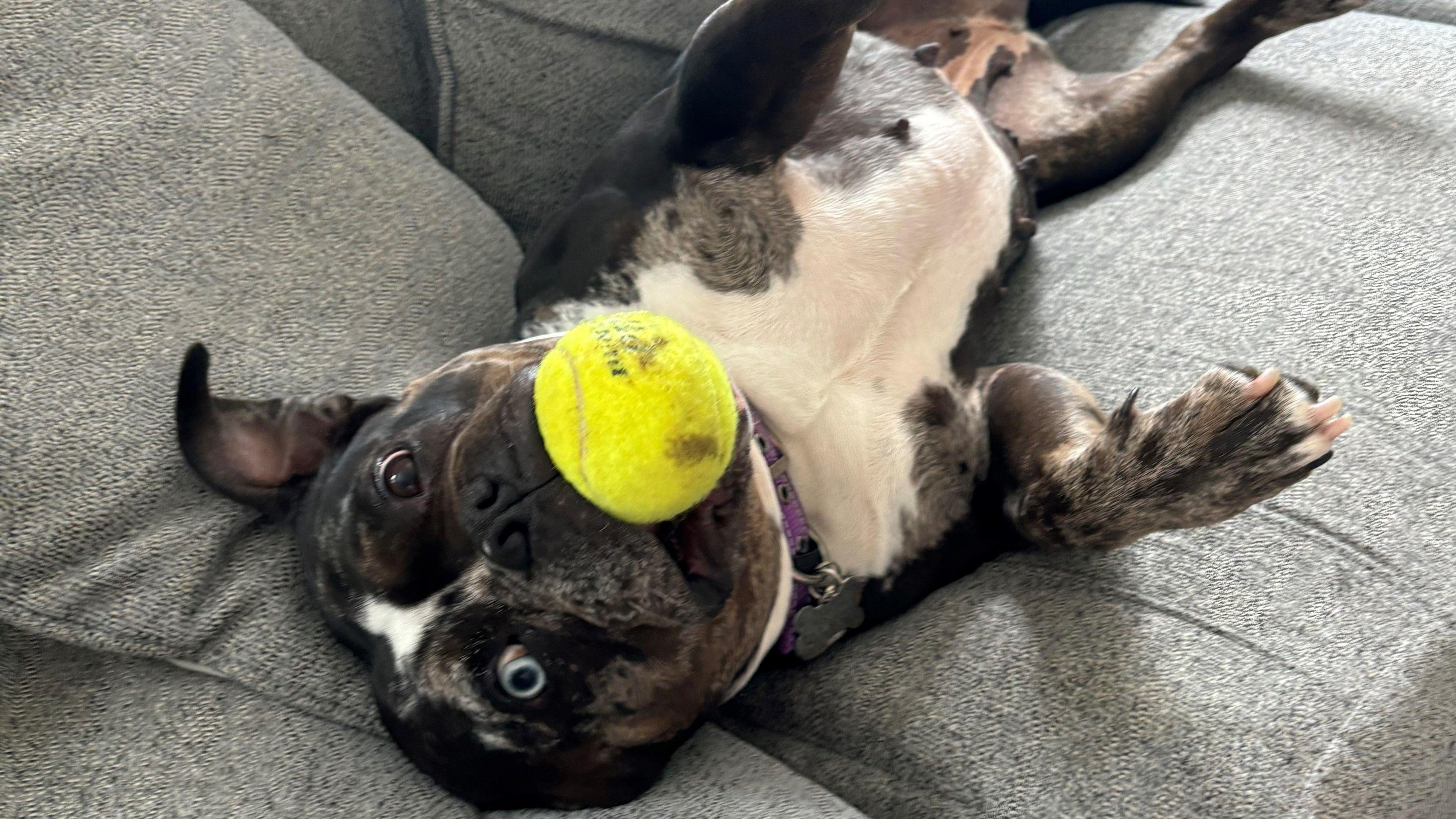 Bluey, a young Staffordshire bull terrier laying on her back on a grey sofa carrying a tennis ball in her mouth