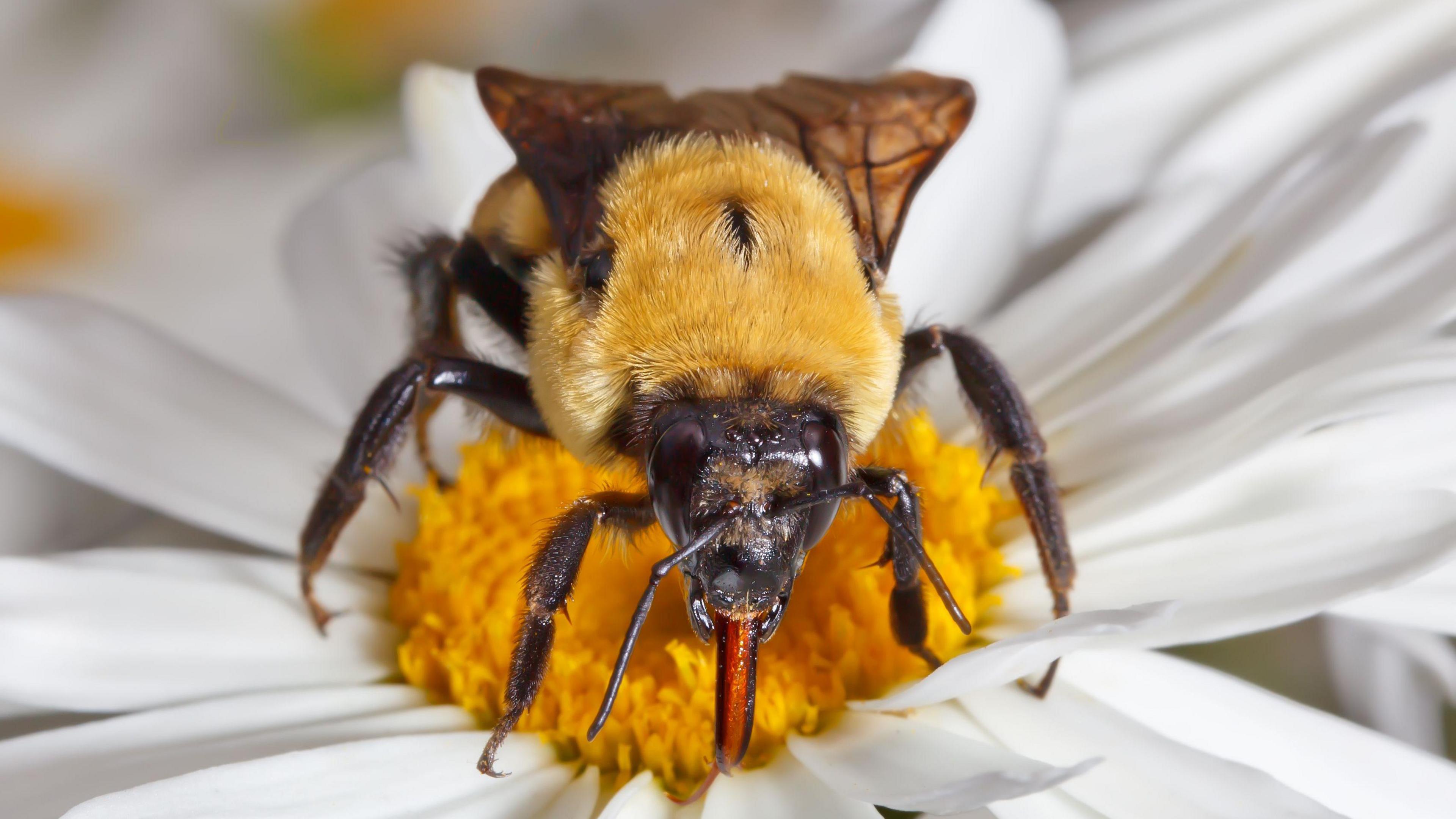 Bumblebee tongue