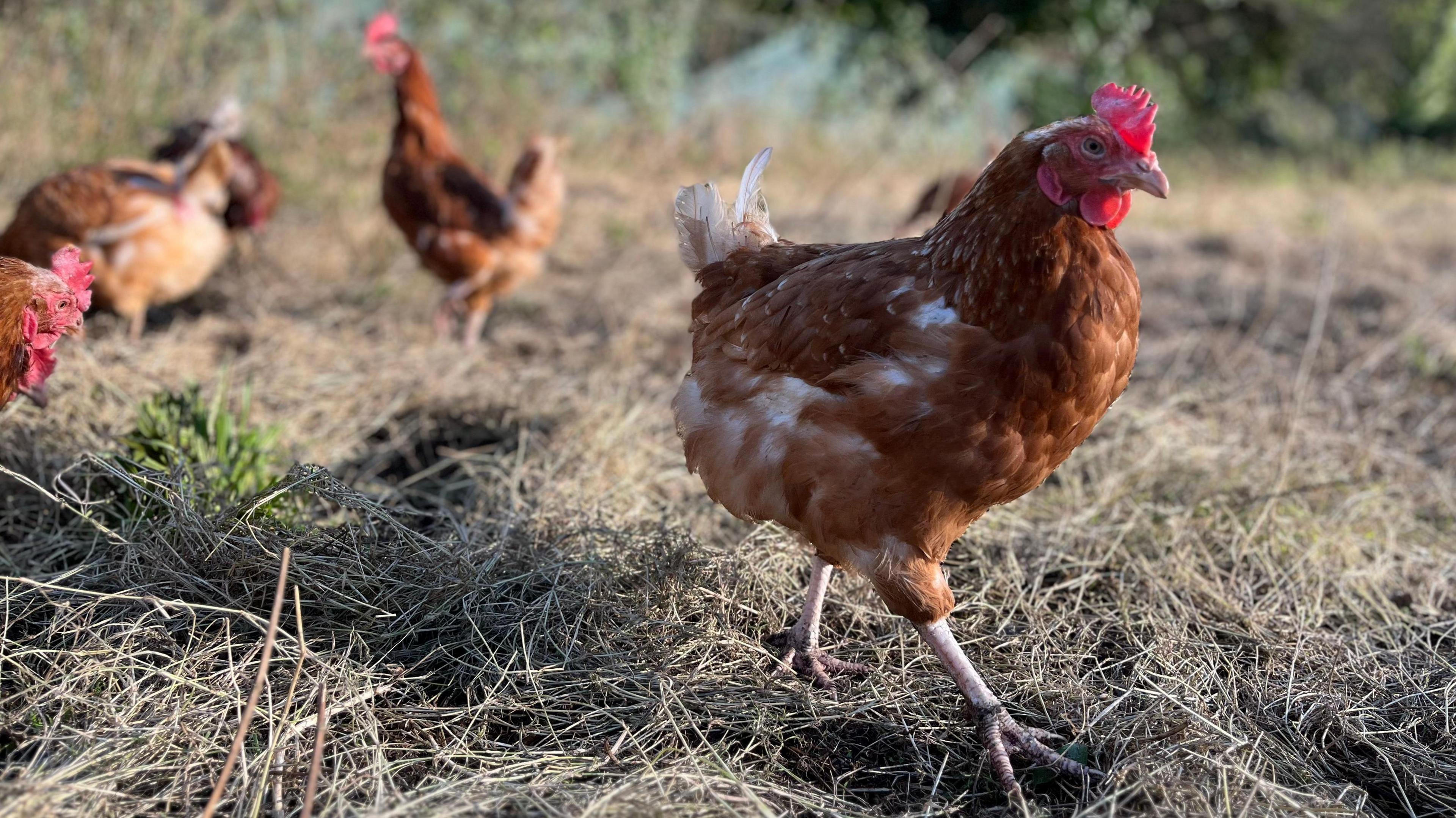 The chickens at the egg farm are free to roam during the day.