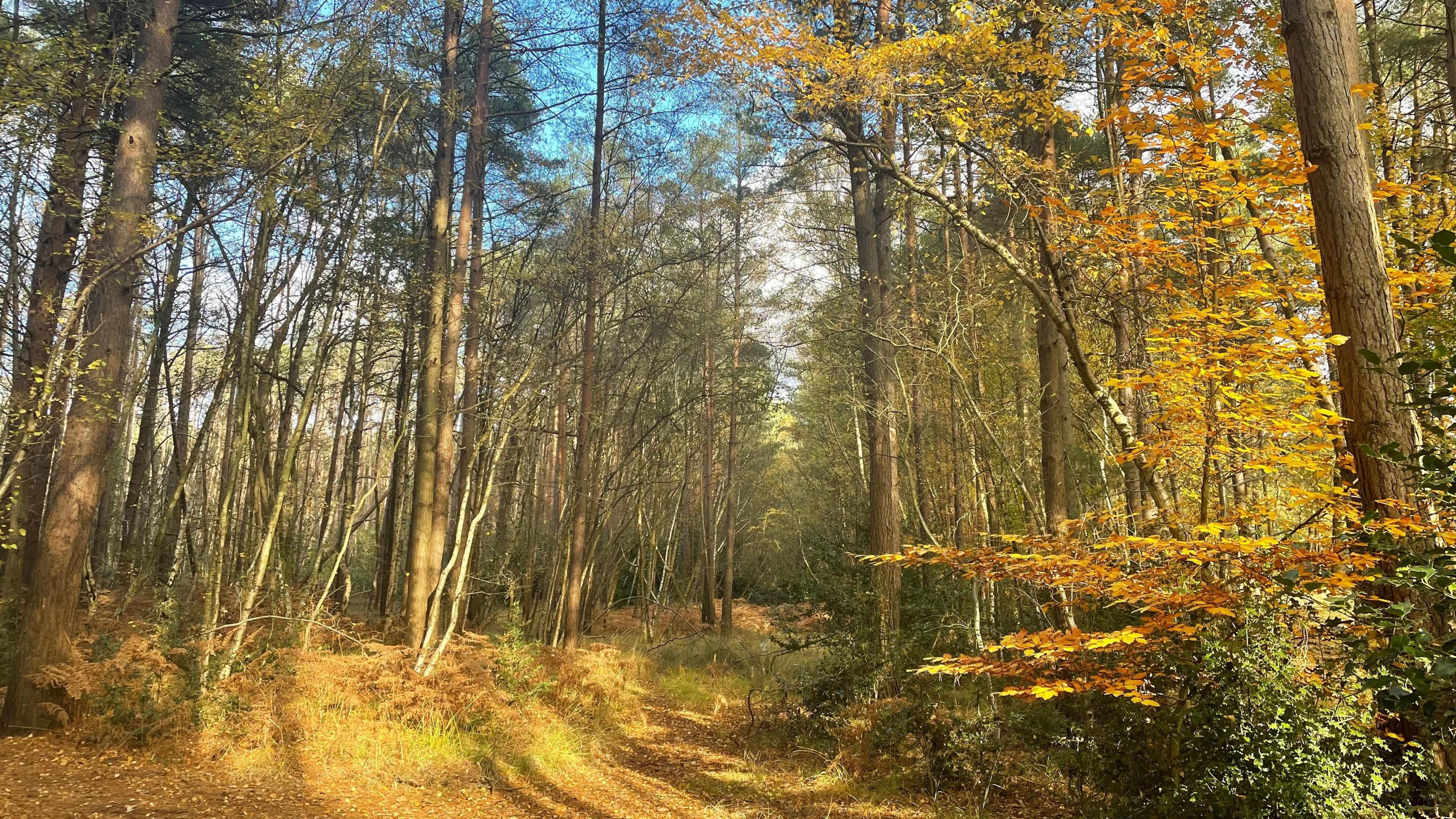 A woodland containing many trees with leaves on the ground. The trees' trunks are sparse as autumn has robbed them of many of their leaves. It's a clear day with blue skies seen peeking through the top of branches.