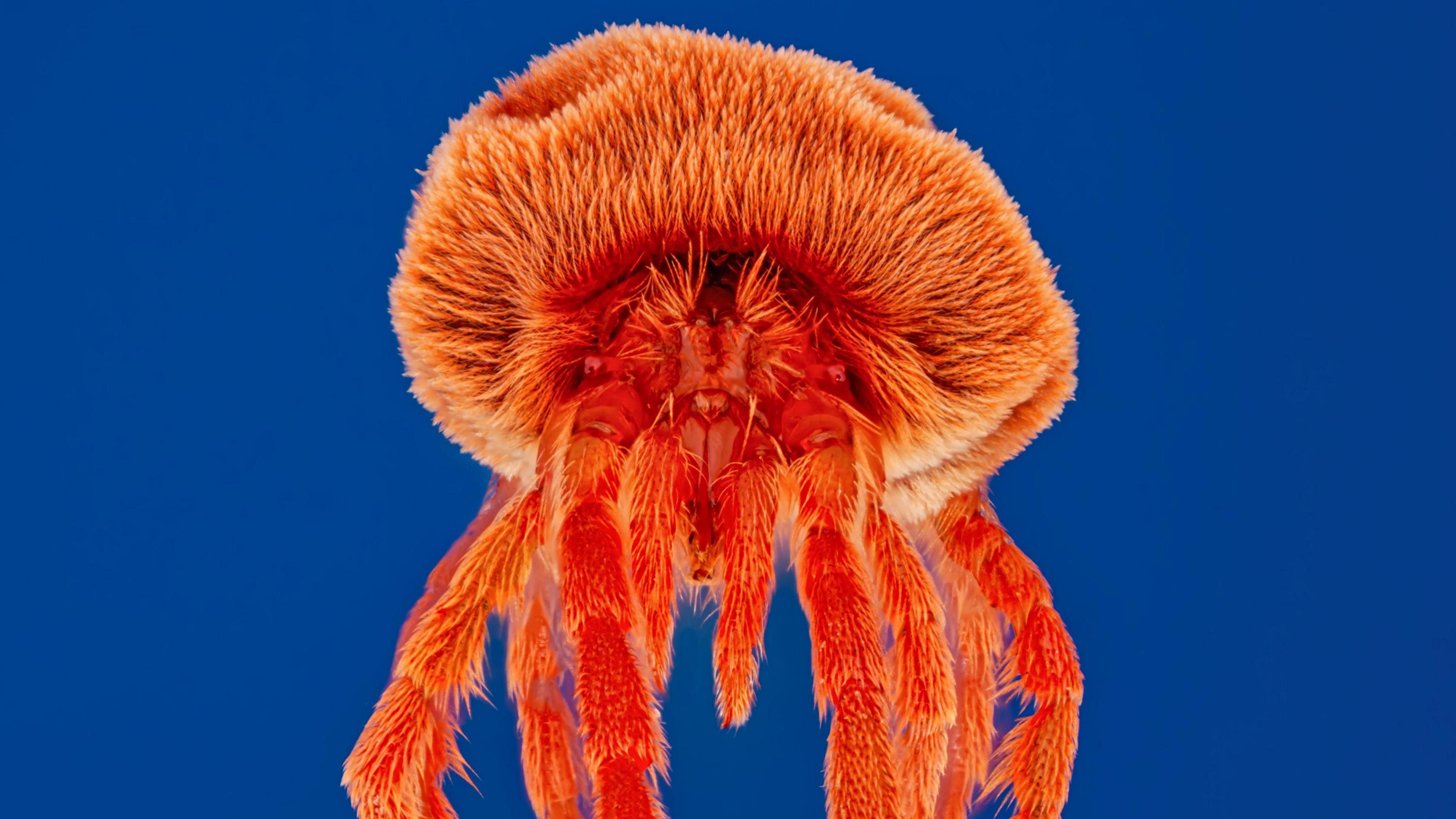 A close-up image of a red spider mite