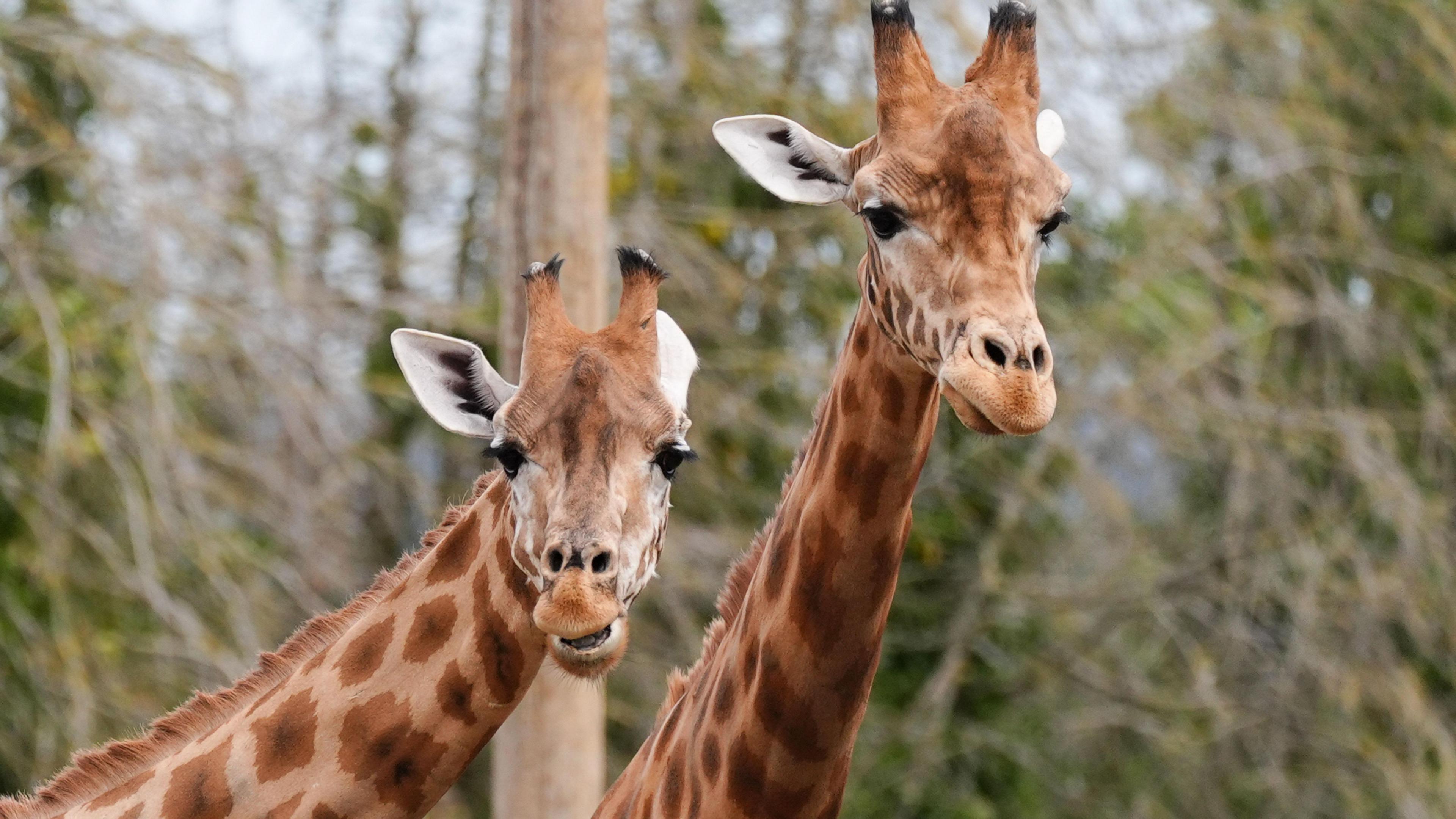 The UK's only herd of Kordofan giraffes; Gaya, Kofi and Gaya's calf Floris in their new enclosure at Twycross Zoo in Little Orton, Leicestershire
