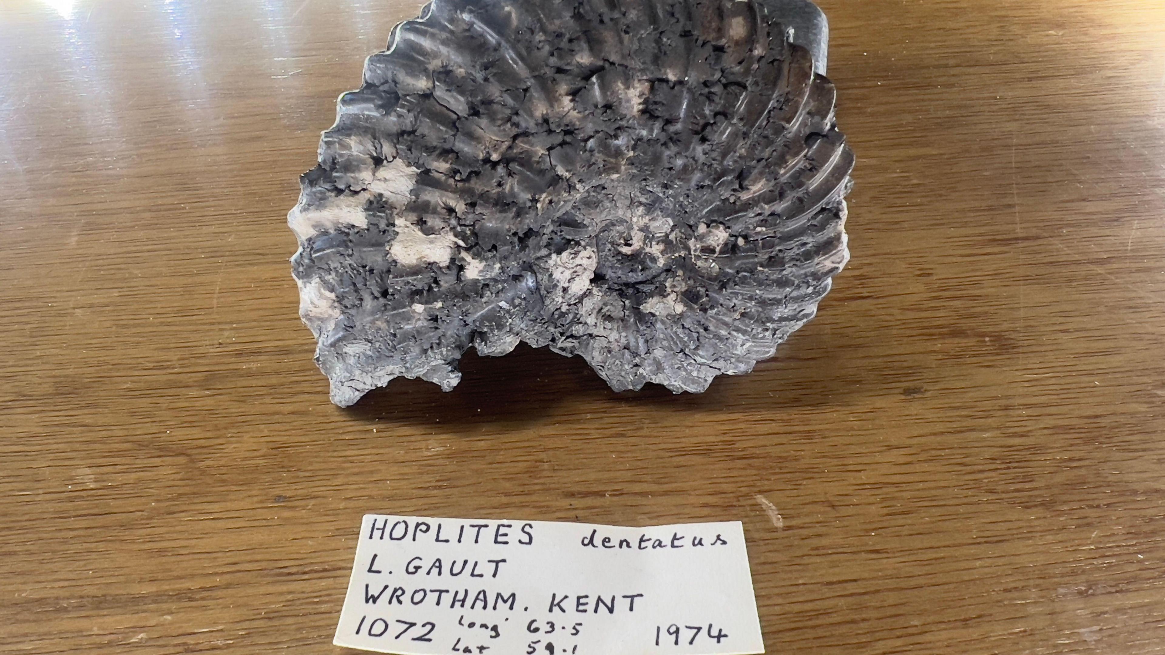 A grey hoplites dentatus, with black flecks on it. It has ribbed spirals. In the foreground there is a hand written label describing the exact location in Wrotham where Leon Garner found it.