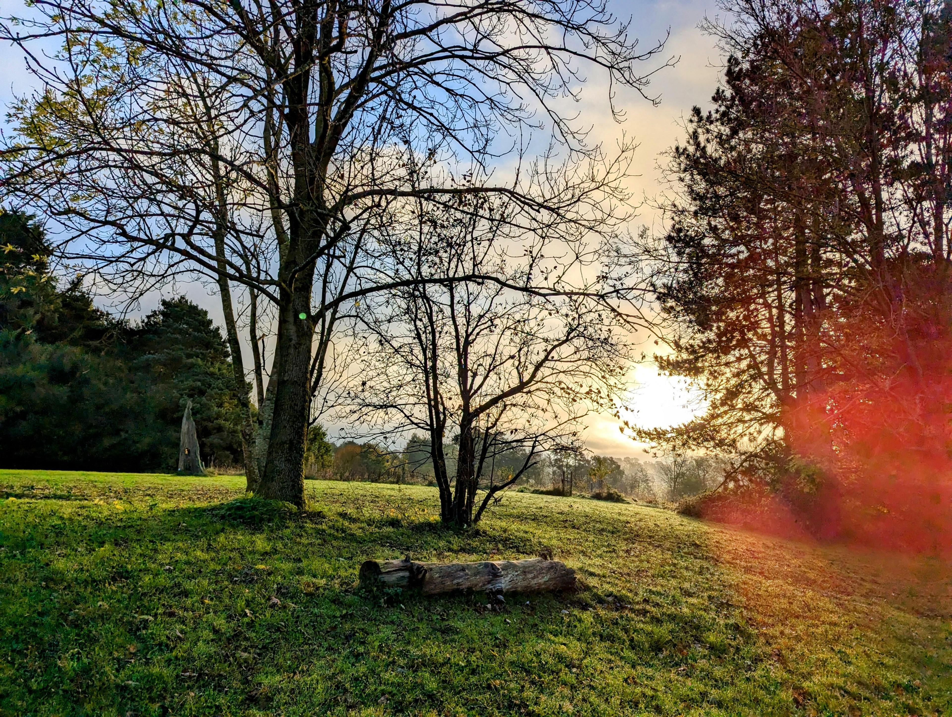 A grassy area on a hillside dotted with trees and a fallen trunk. The sun is low in a slightly-misty sky, creating a red glare to the right side of the image.  