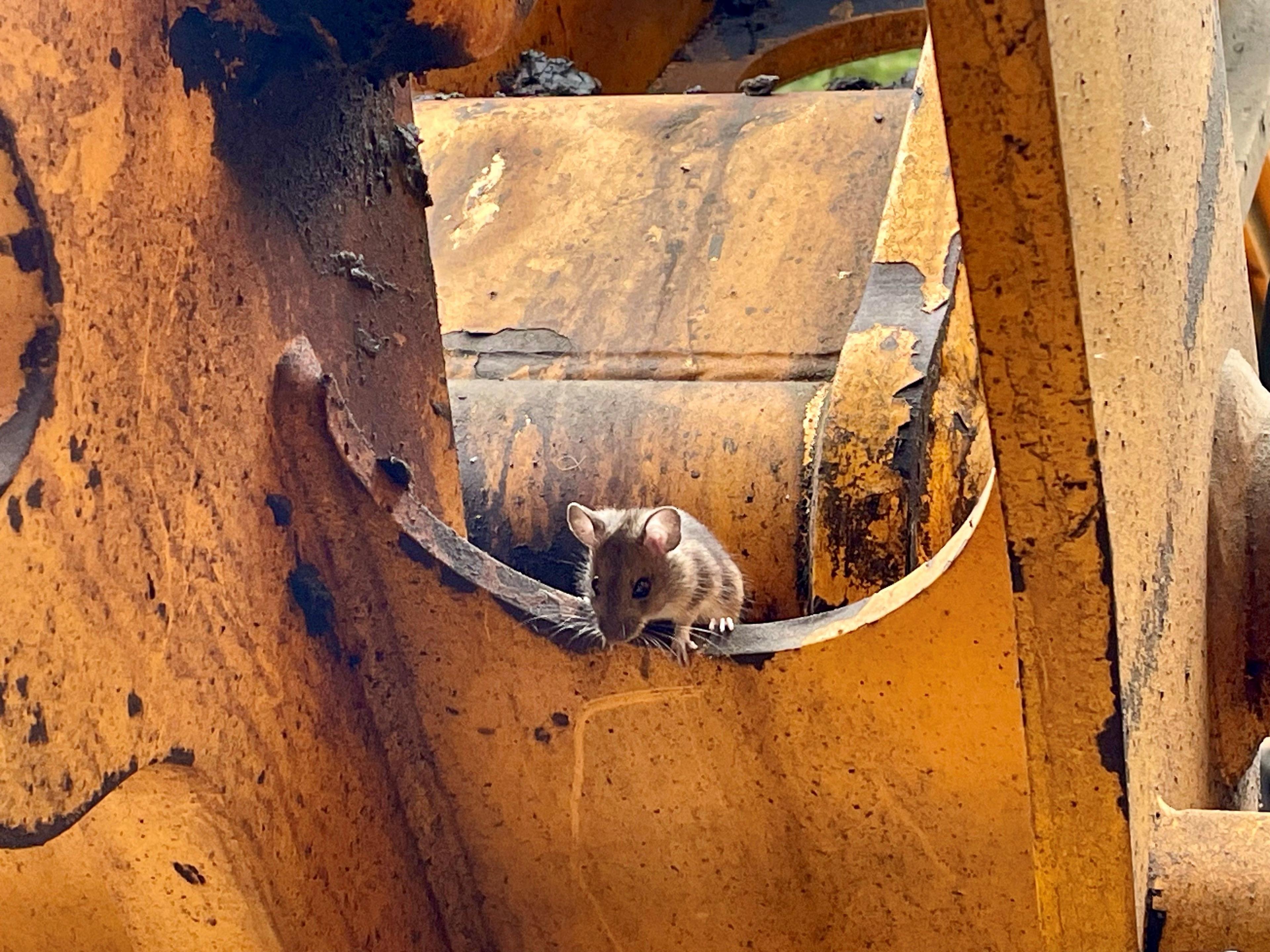 A small mouse peeks out from a crevice of a large, rusted yellow piece of machinery. The mouse’s delicate form stands out against the rugged, weathered texture of the metal, emphasizing scale and vulnerability.