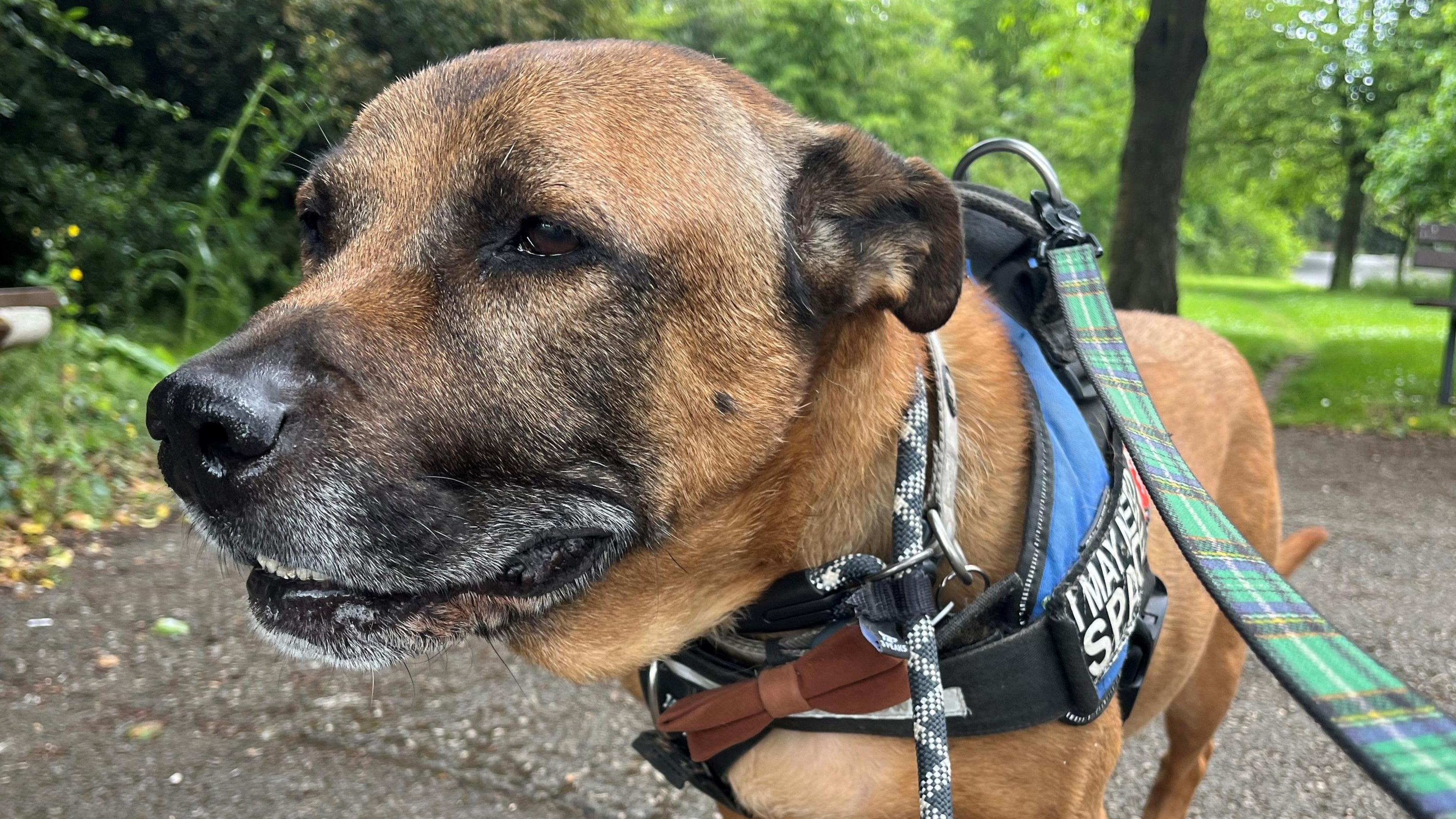 A brown terrier on a lead