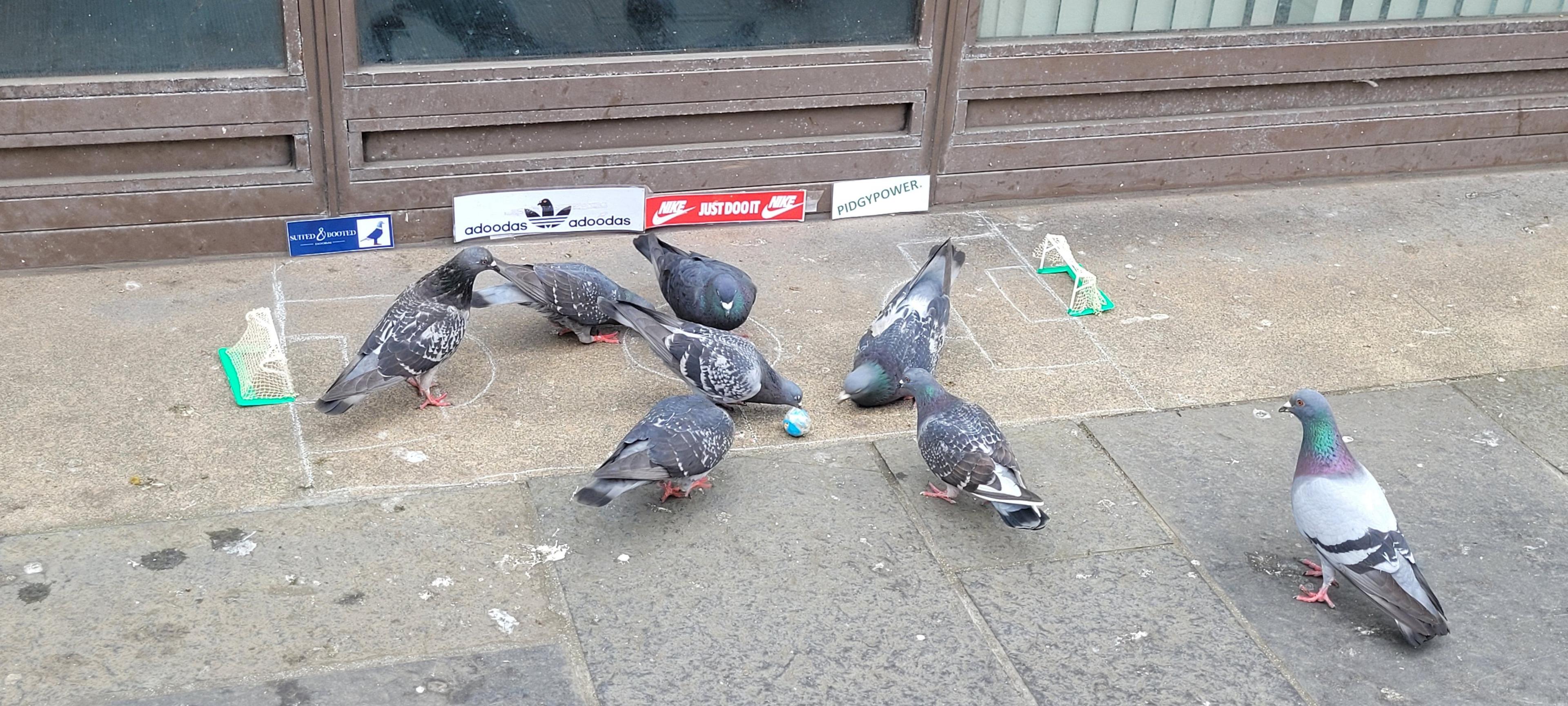 Pigeons 'playing' football