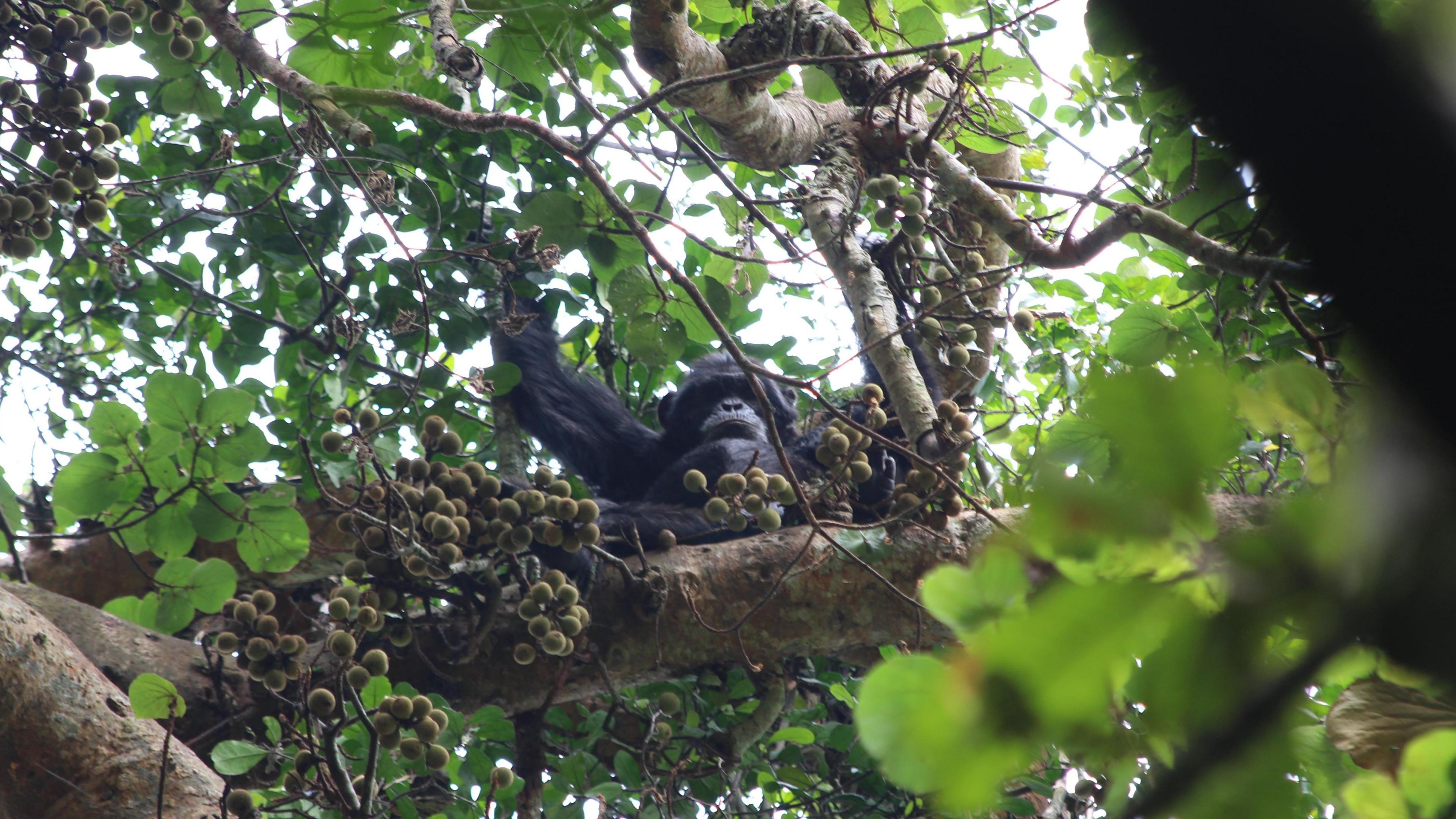 A chimpanzee sits on a tree branch in a lush, green forest. The surroundings are dense with foliage, and the tree features clusters of figs hanging from its branches. The chimpanzee is centrally positioned but partially hidden by leaves and branches. Sunlight filters through the canopy.