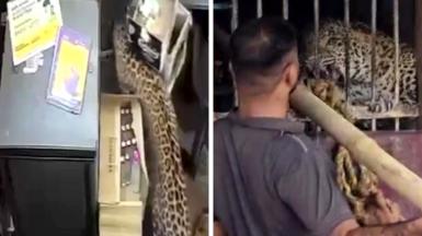 A composite image of a leopard under a table and the same leopard in a cage later