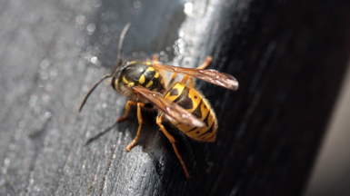 A wasp on a pub table
