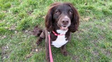 Dolly, a brown cockapoo with a white chest, with a red collar and lead, sits in a grassy area. She is looking up towards the camera