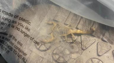 Scorpion in package