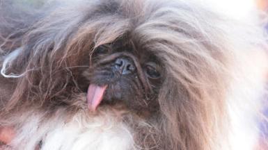 A fluffy brown dog with its tongue drooping out of its mouth
