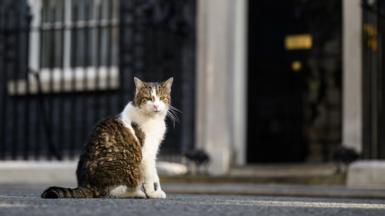 Larry the cat outside 10 Downing Street