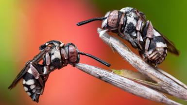 Two cuckoo bees resting on a blade of grass