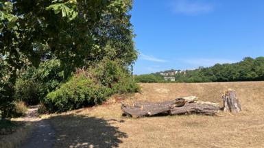 Woodland scene with scorched grass and a log in Borstal