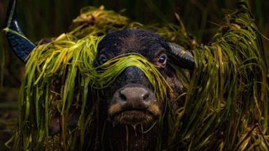 Alternative description A water buffalo emerges from a swim, its head adorned with a garland of floating weeds in Wilpattu National Park in Sri Lanka 