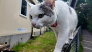 Kiki the cat walking along a fence, she is white with a grey patch above one eye.