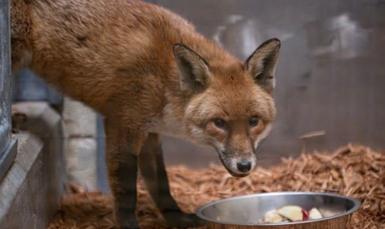 A red fox hovers near a bowl of food in a promotional image distributed by the Wildlife Conservation Society